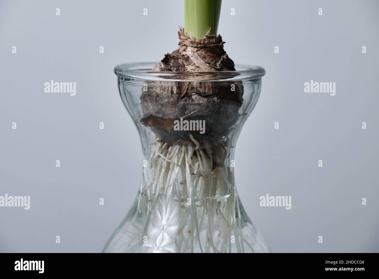 Green Stalk Growing in Clear Vase Revealing Roots Stock Photo Alamy