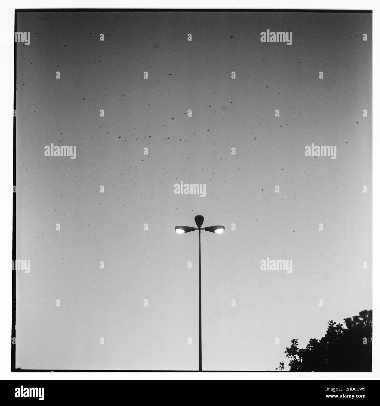 birds flying over the streetlight Stock Photo