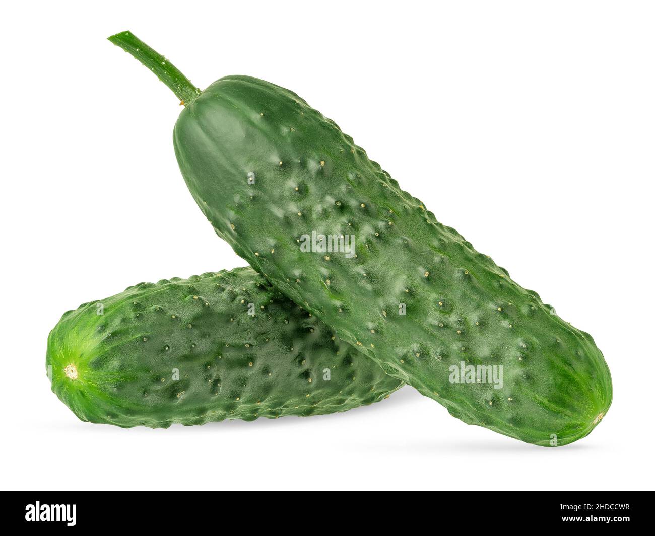 Two green isolated cucumbers with clipping path on white background. Stock Photo