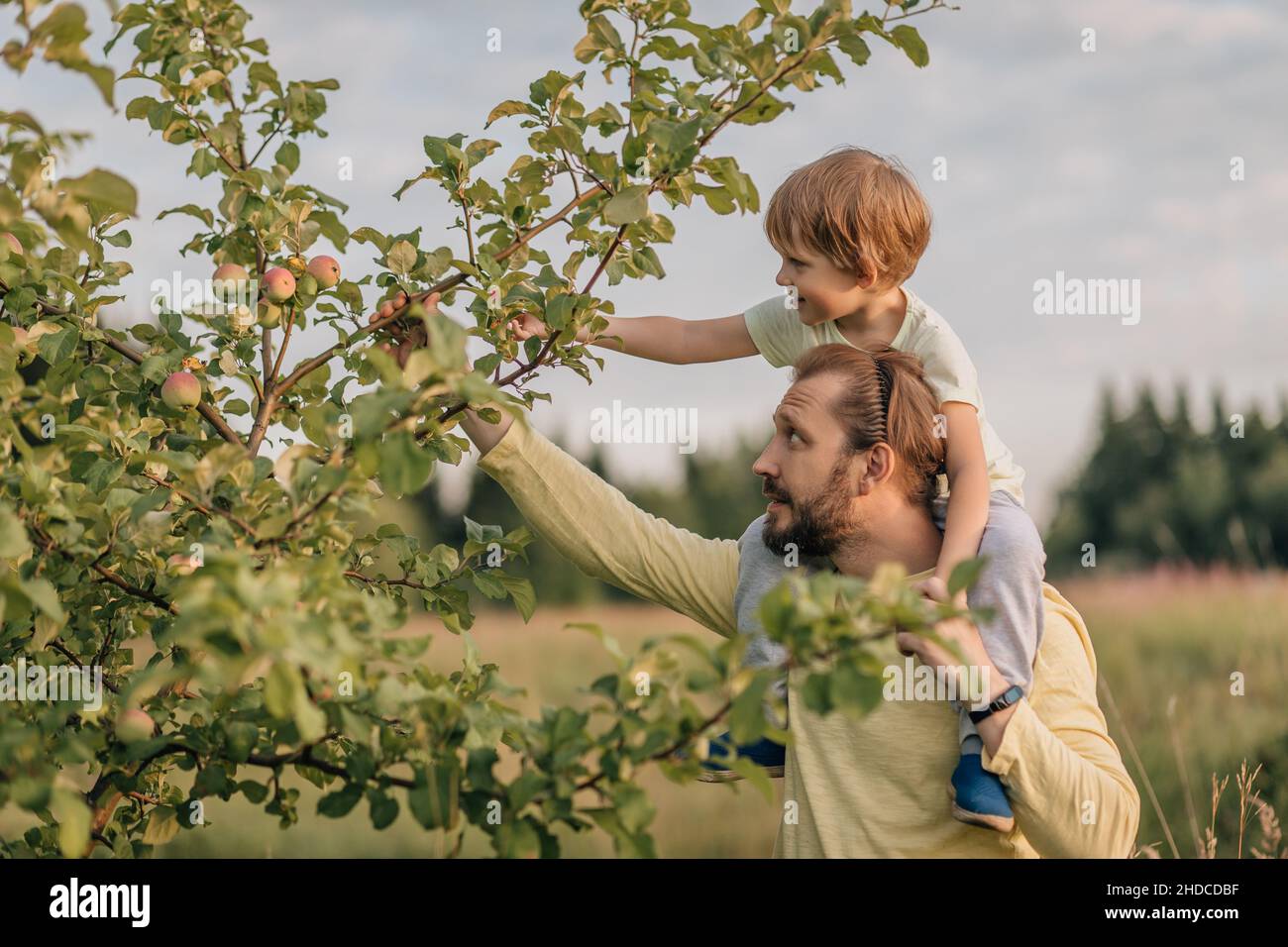 Family, father and son in village mischief pluck eat apple from tree. Stock Photo