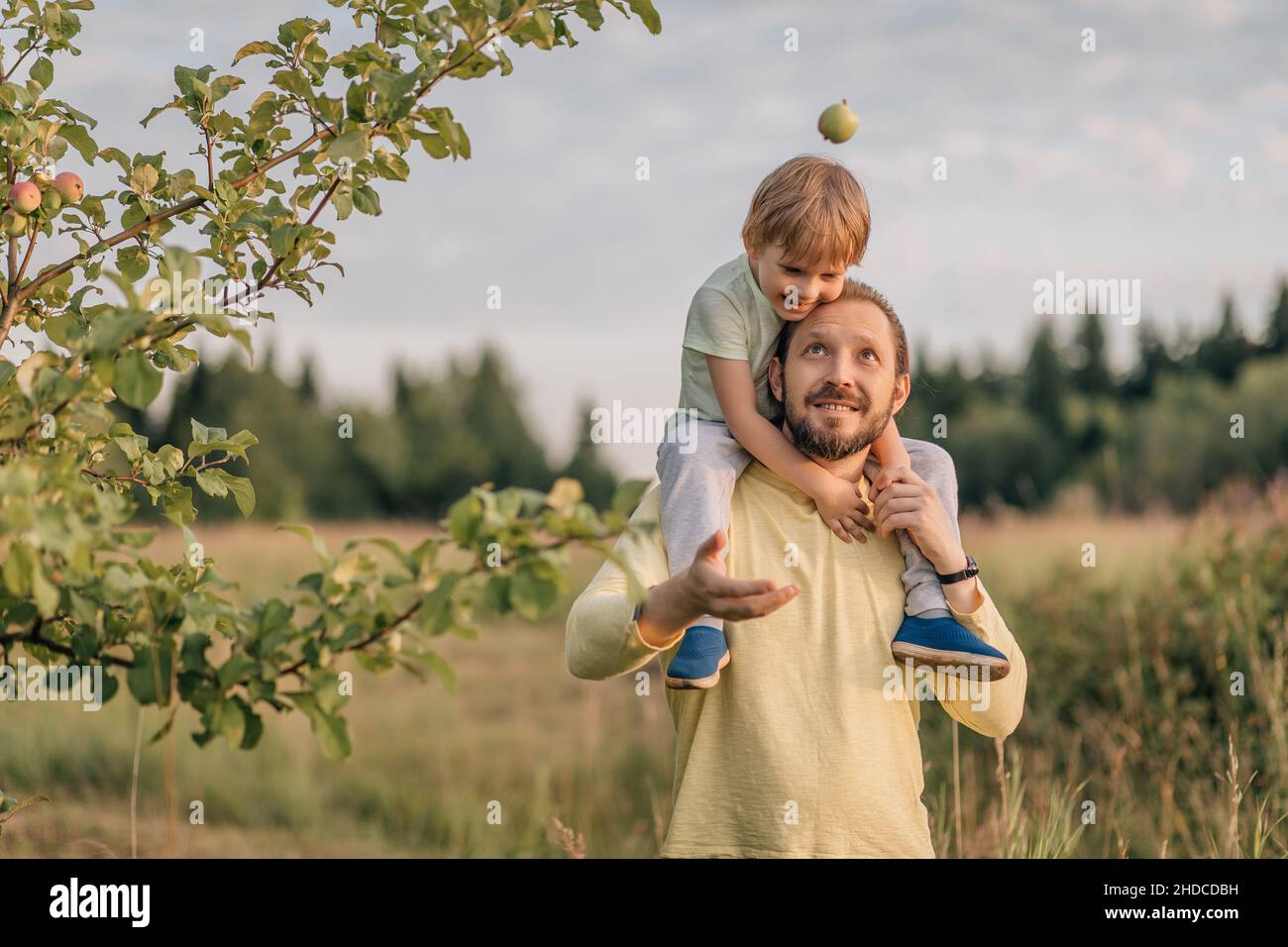 Family, father and son mischief throw eat apple from tree. Stock Photo