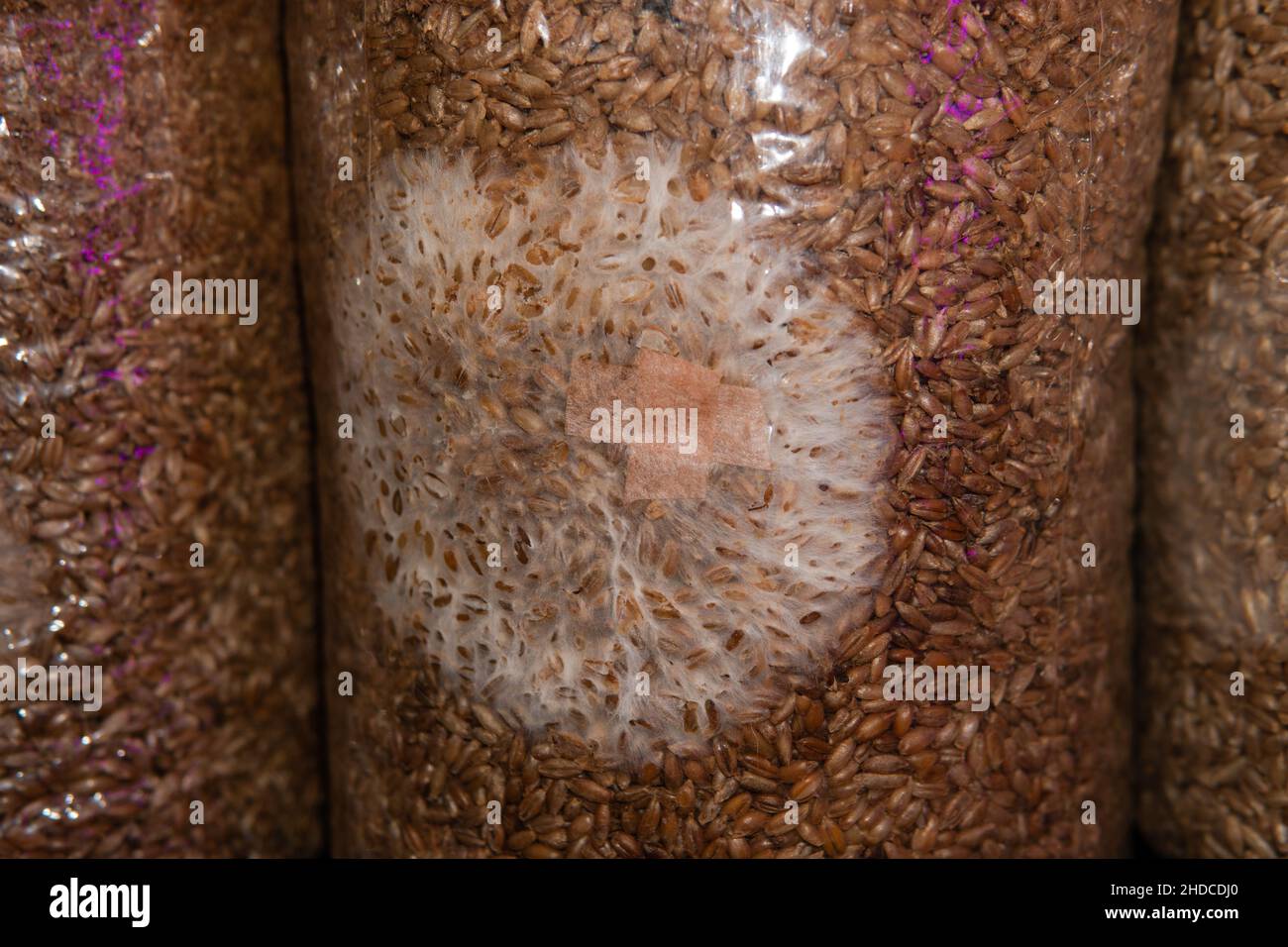 growing medicinal mushrooms. Mycelium of mushroom culture. Grow Stock