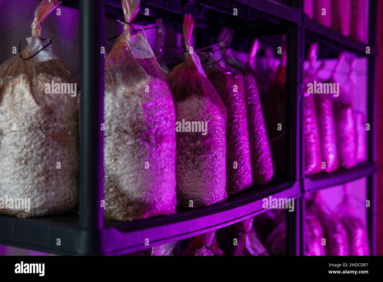 growing medicinal mushrooms. Mycelium of mushroom culture. Grow Stock