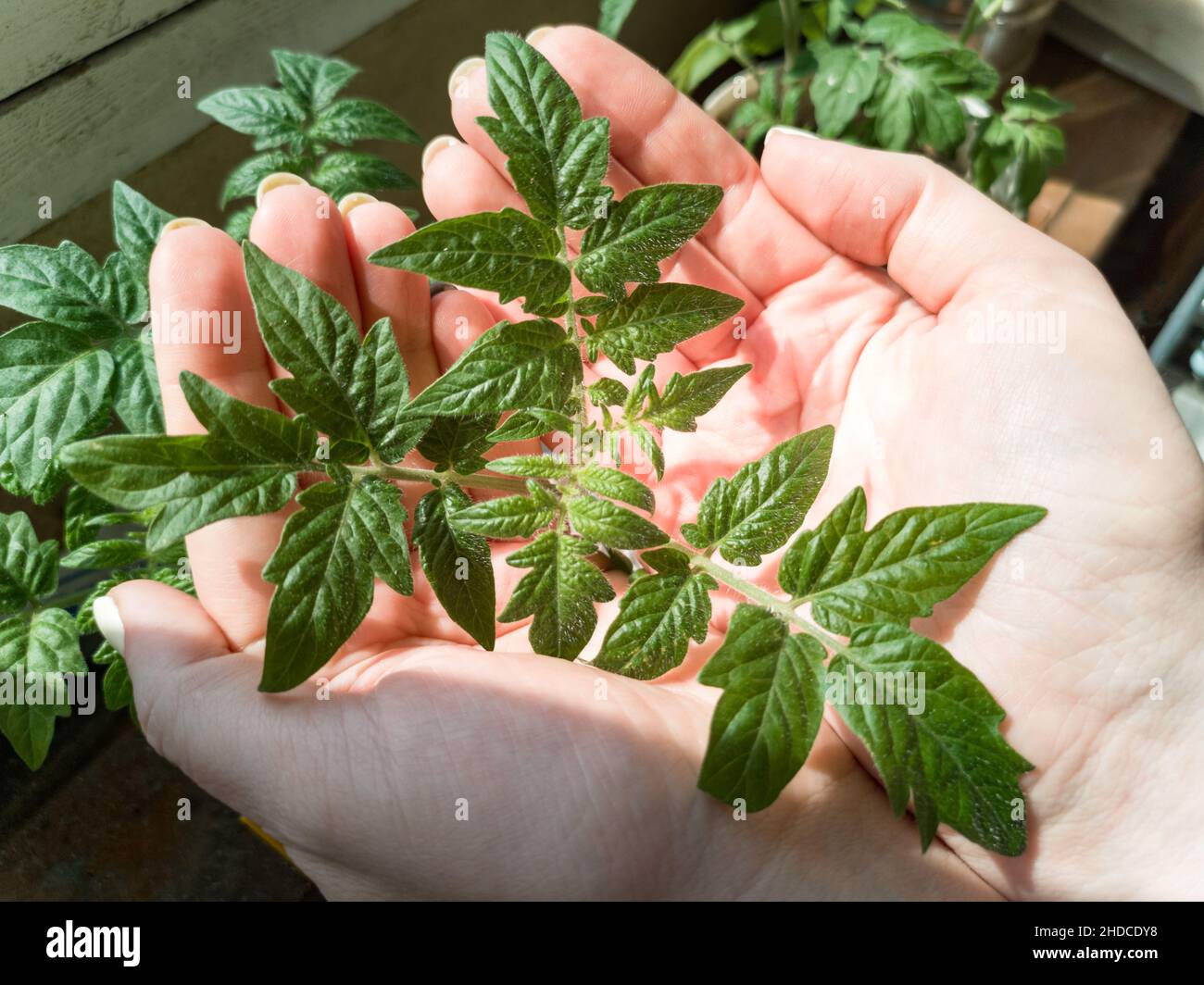 Close-up of women's hands holding tomato seedlings Stock Photo - Alamy