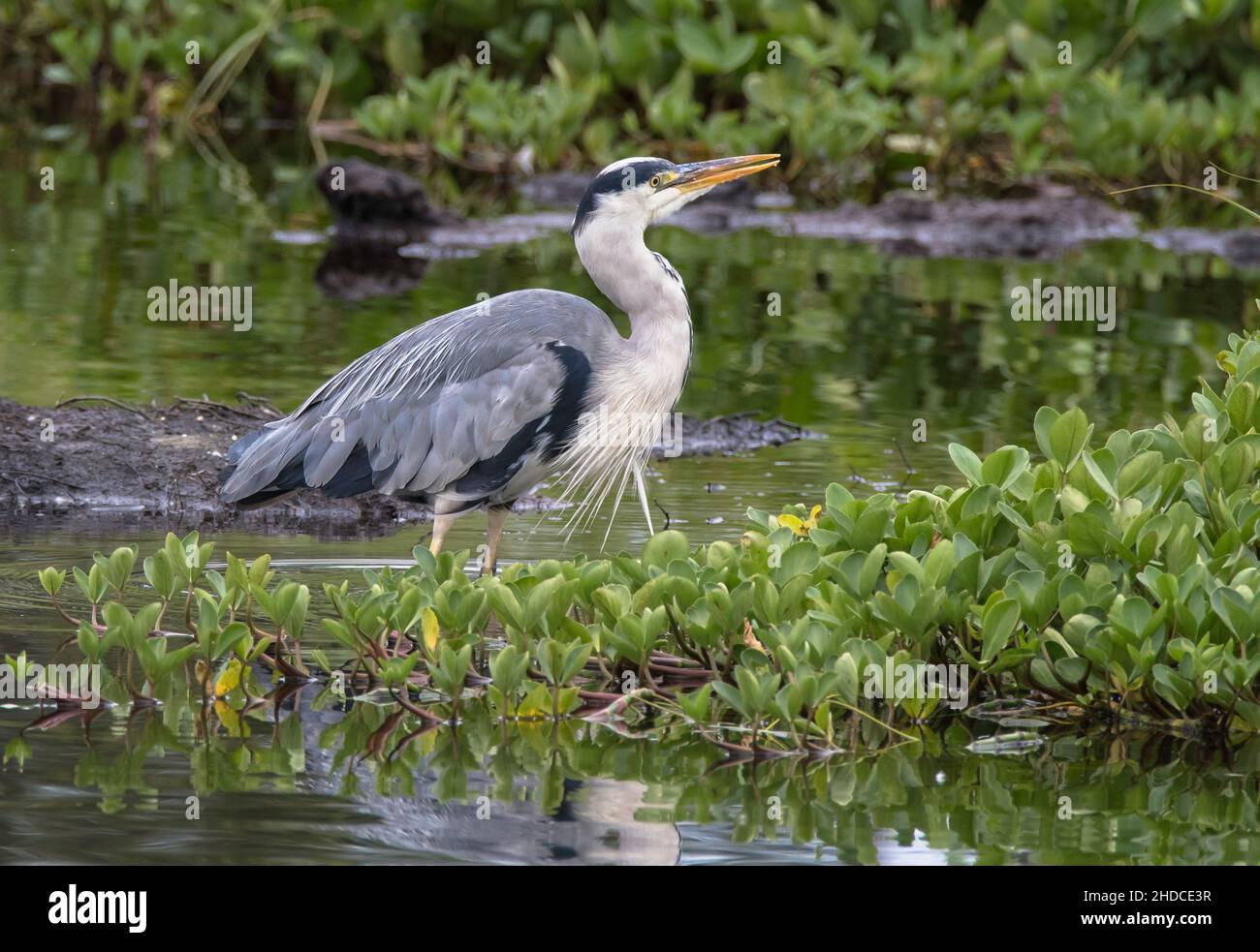 Graureiher, Ardea cinerea / Grey Heron, Ardea cinerea Stock Photo