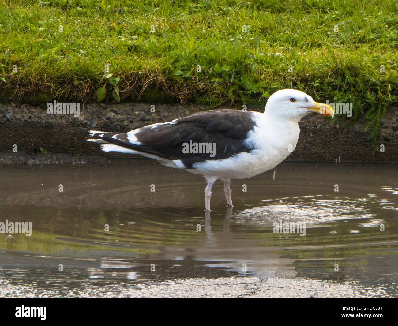 Mantelmöwe in Pfütze, Larus marinus / Great Black-backed Gull in puddle, Larus marinus Stock Photo