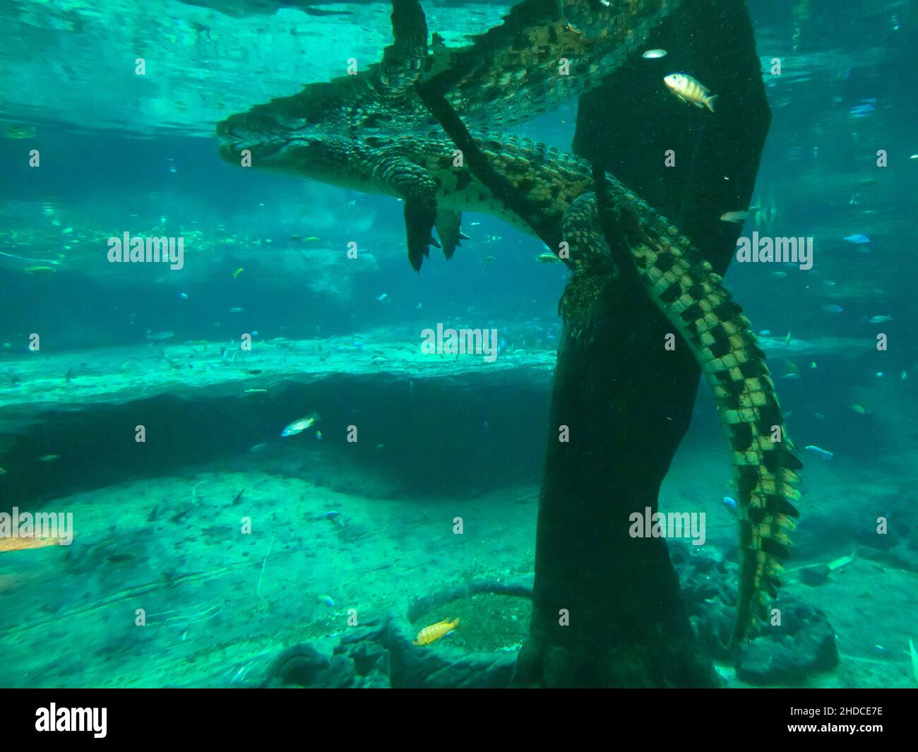 Nilkrokodil unter Wasser, Crocodylus niloticus / Nile Crocodile under Water, Crocodylus niloticus Stock Photo