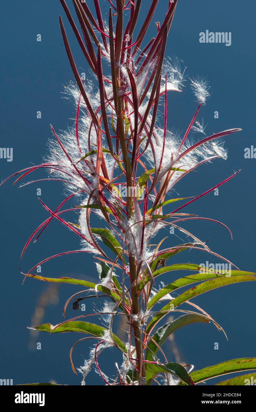 Weidenröschen mit Samen, Epilobium sp. / Willow Herb with seeds, Epilobium sp. Stock Photo