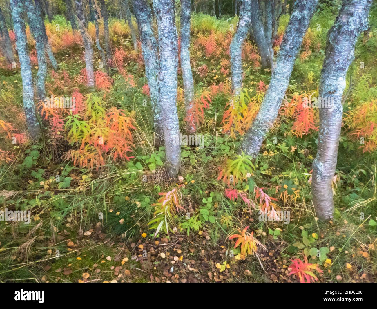Herbst in Tromsö / autumn in Tromso Stock Photo