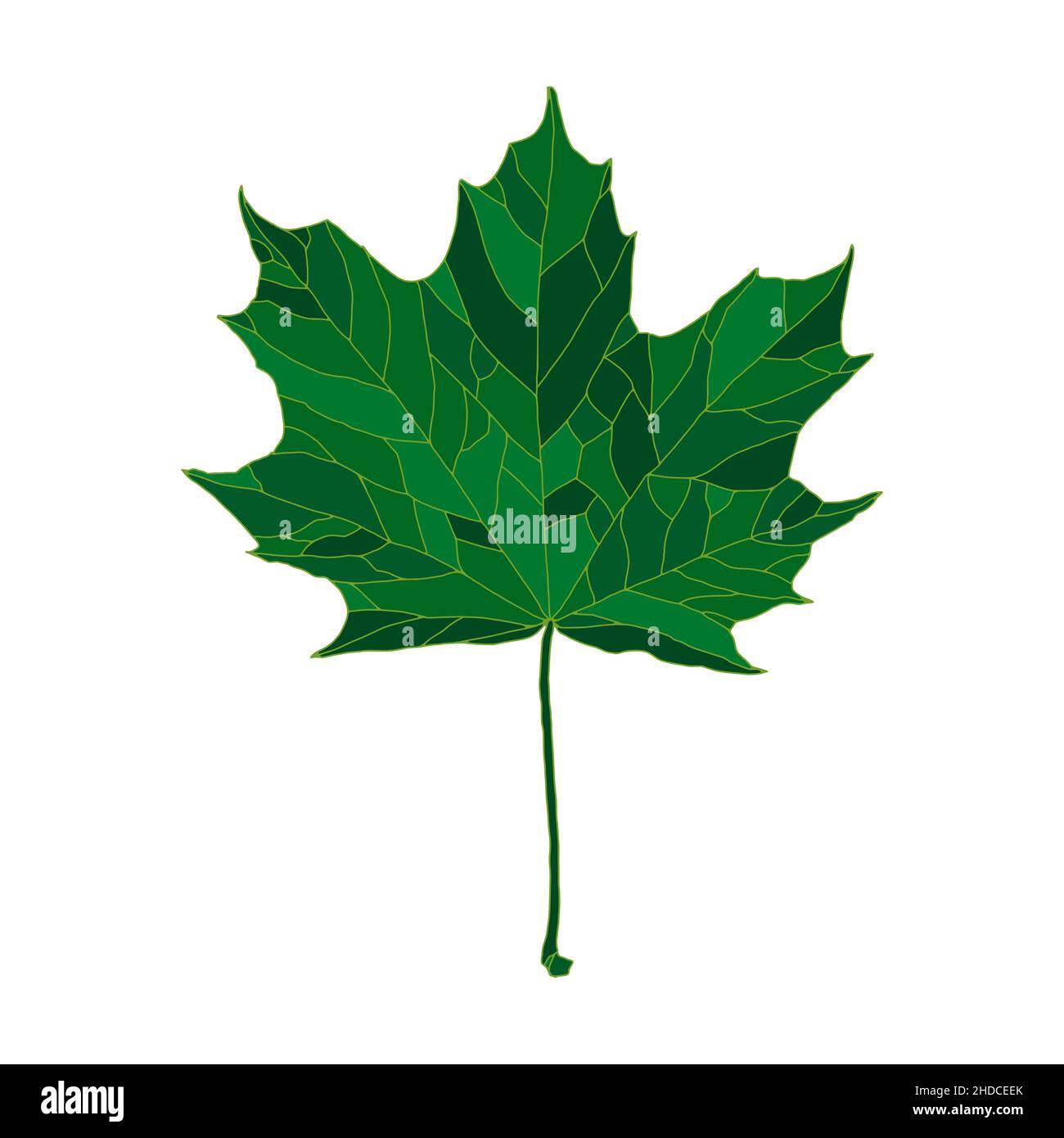 Green silhouette maple tree leaf isolated on white background. Design element for decorating. Stock Vector