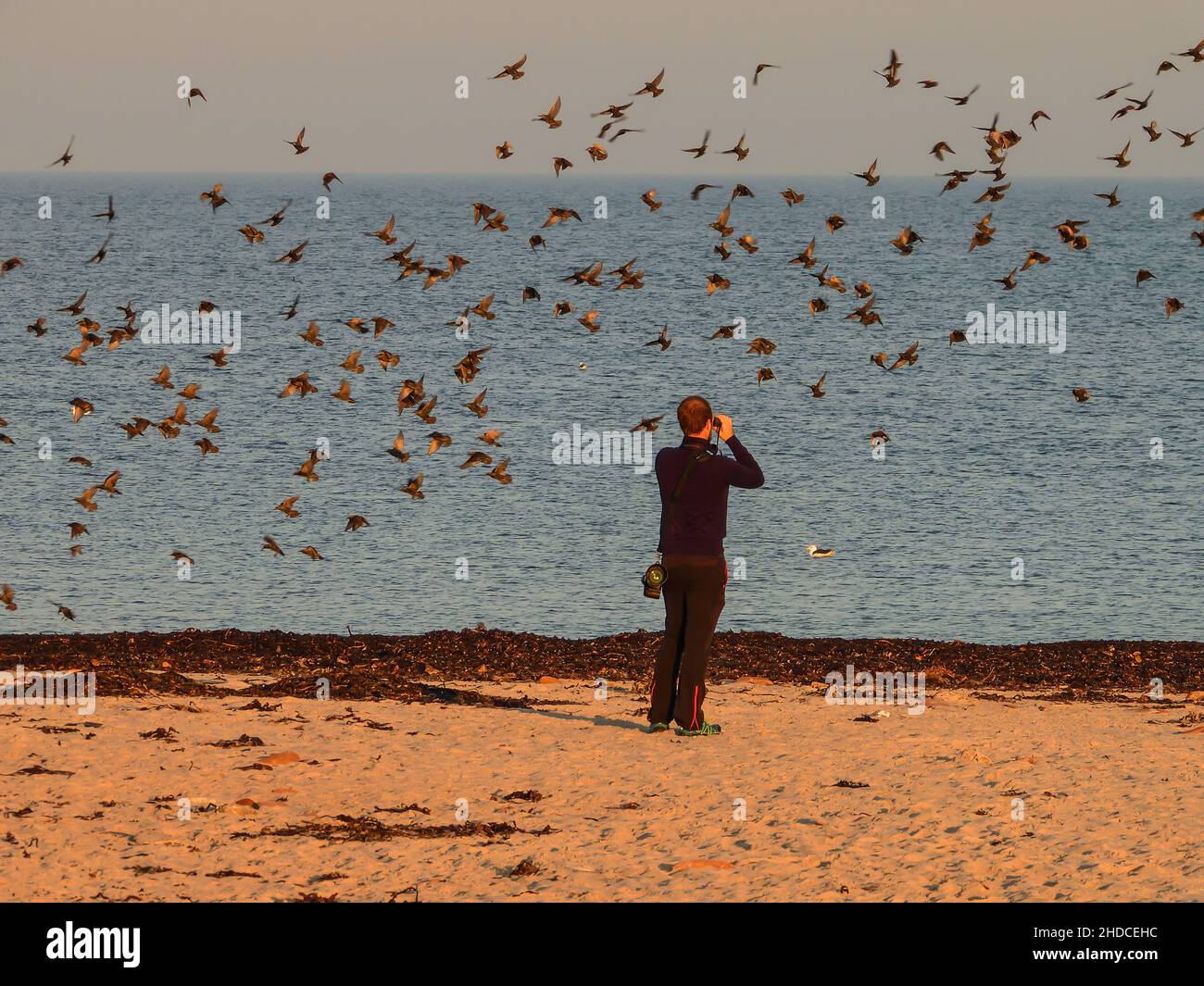 Vogelbeobachter am strand hi-res stock photography and images - Alamy