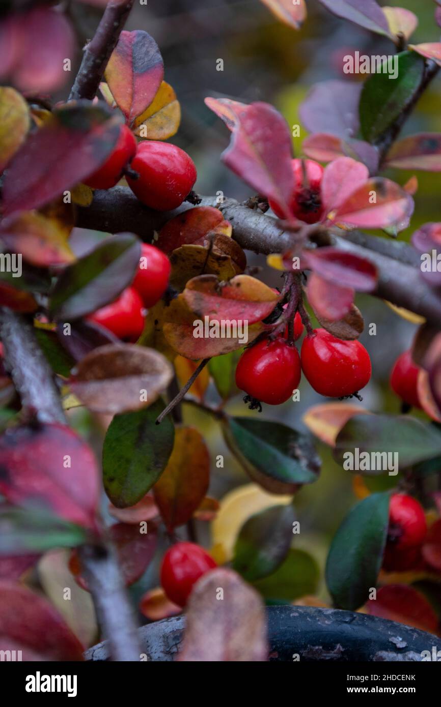 Red Ripe Berries Ripe park hi-res stock photography and images - Alamy