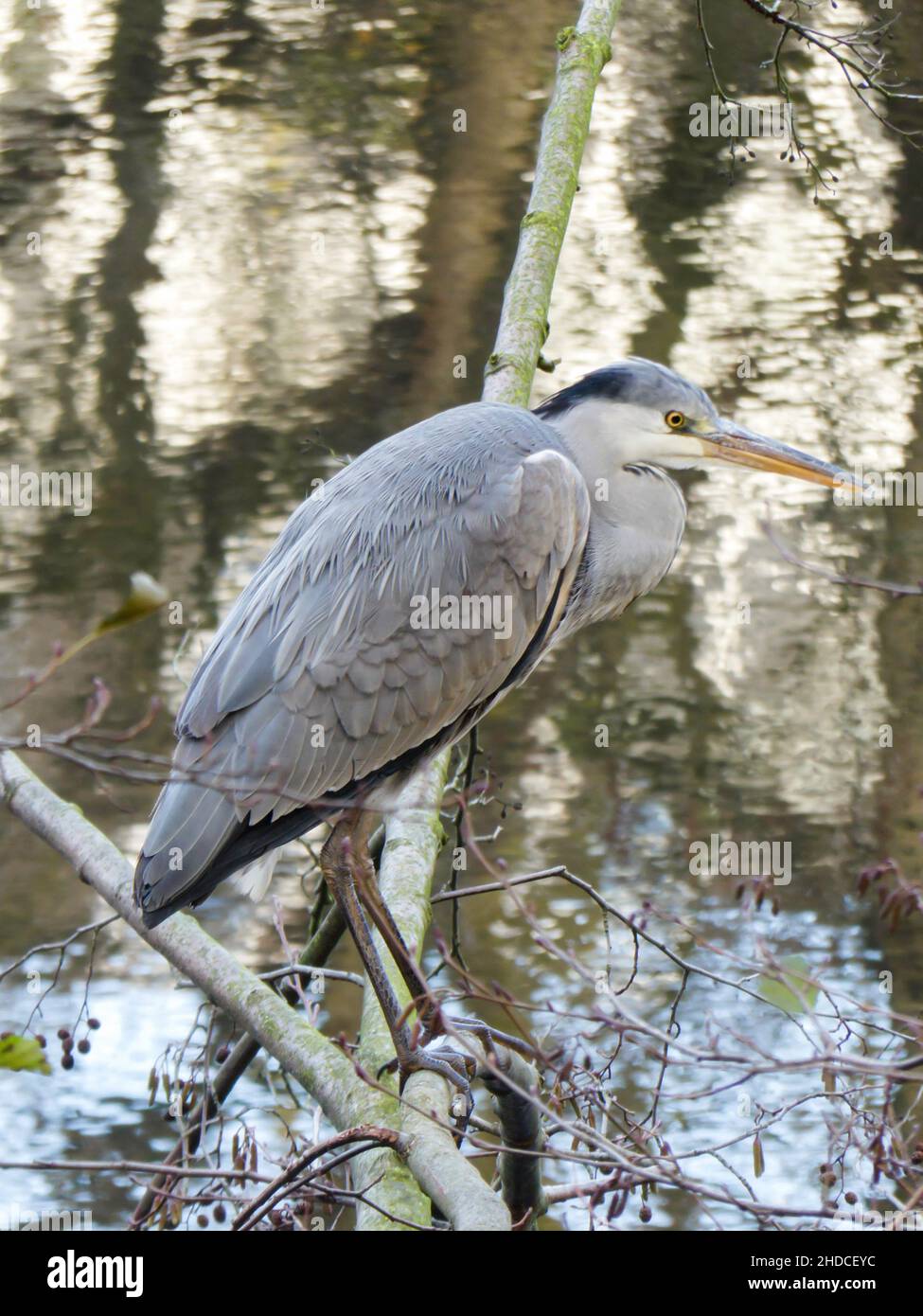 Graureiher, Ardea cinerea / Grey Heron, Ardea cinera Stock Photo