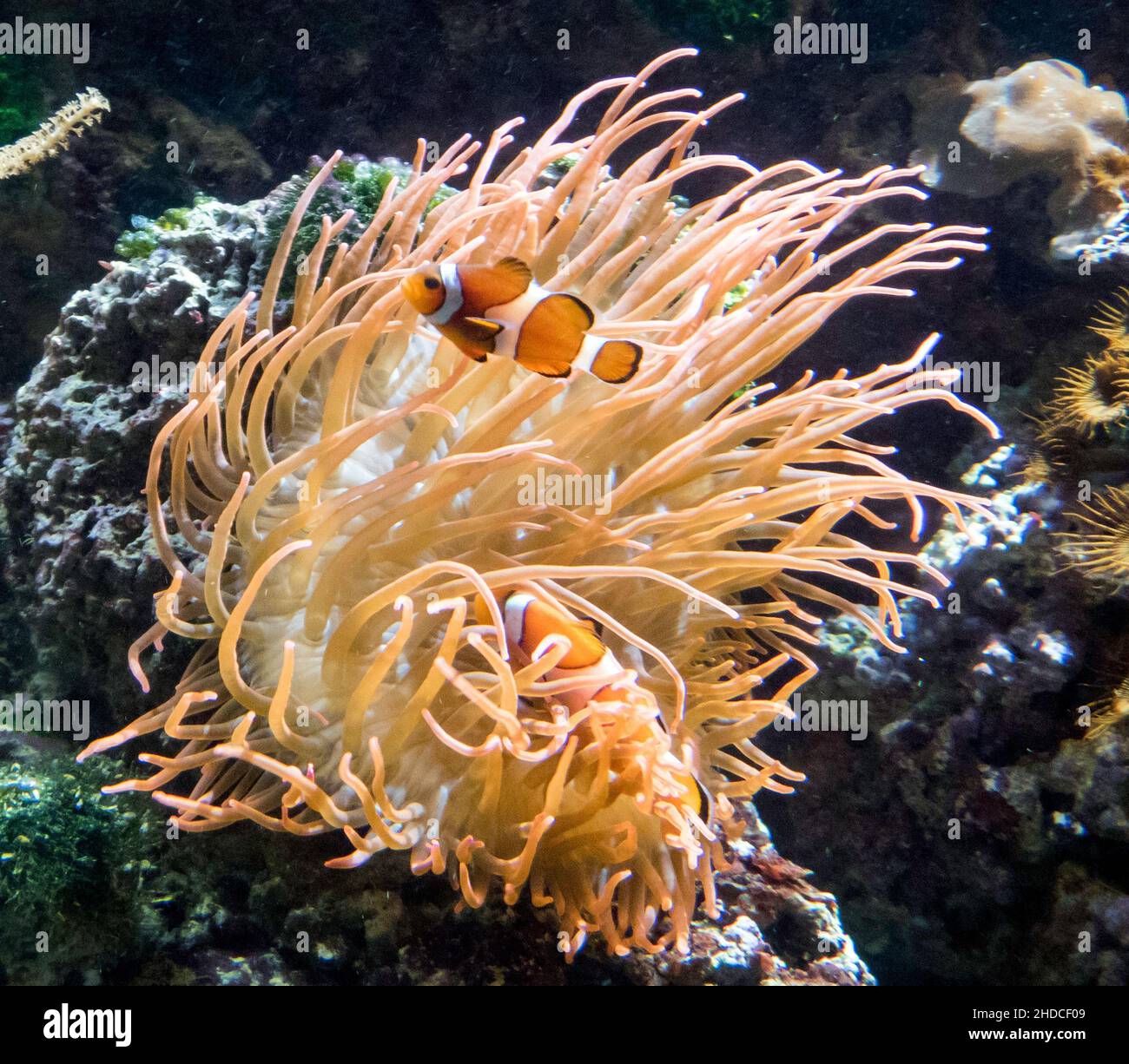 Anemonenfische, Amphiprion / Clownfishes, Amphiprion Stock Photo