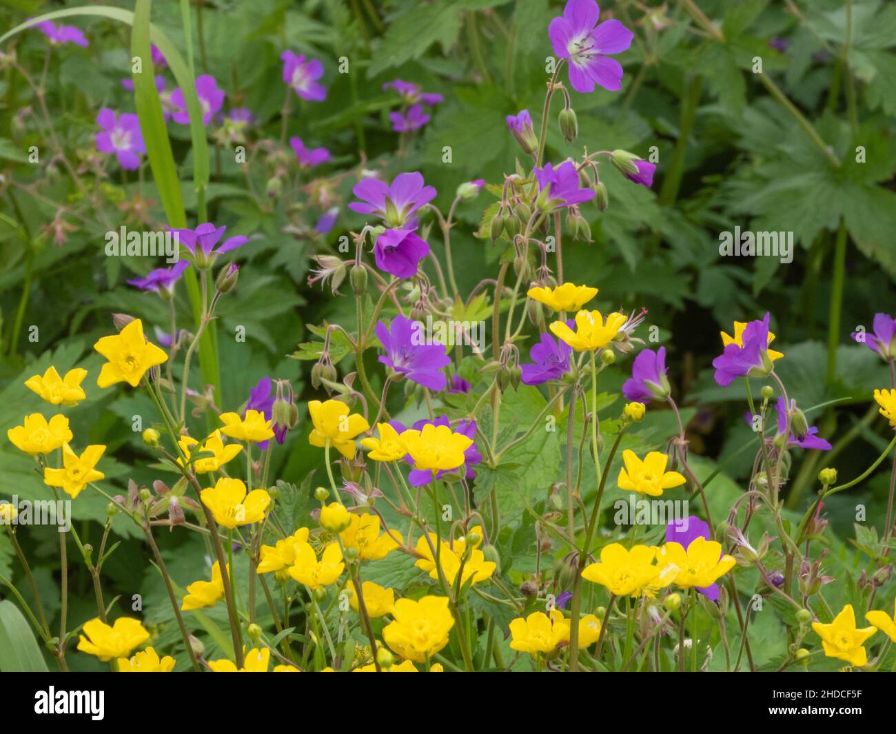Sommerblumen in schwedischen Farben / summer flowers in swedish colours Stock Photo