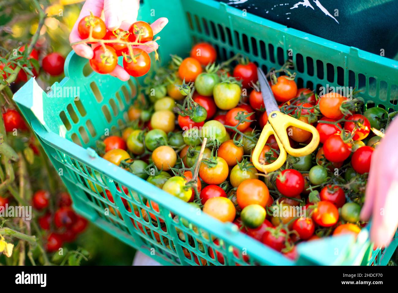 Woman Harvests tomatoes From Her Garden Stock Photo - Alamy