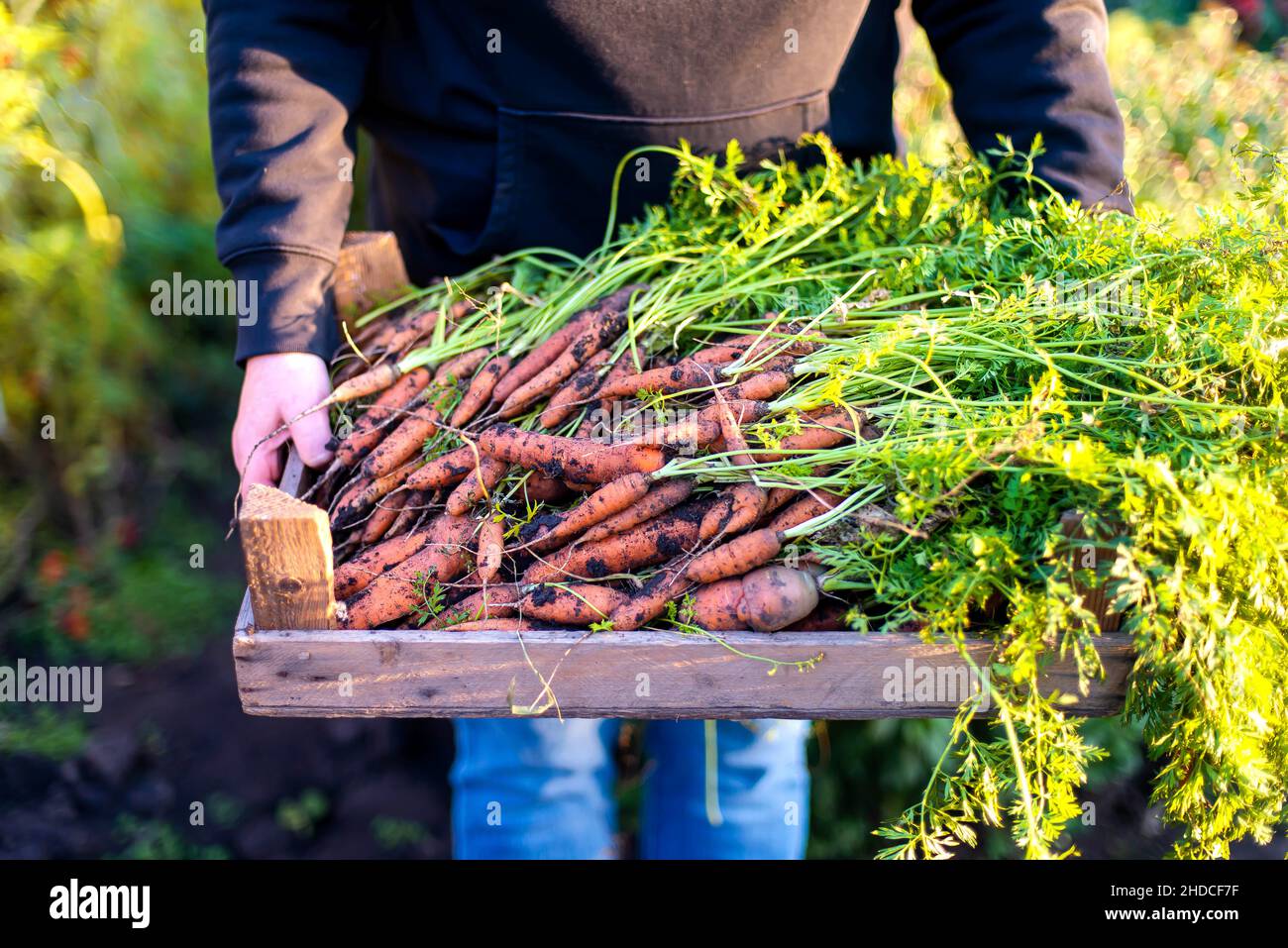 Woman harvests carrots from her garden Stock Photo