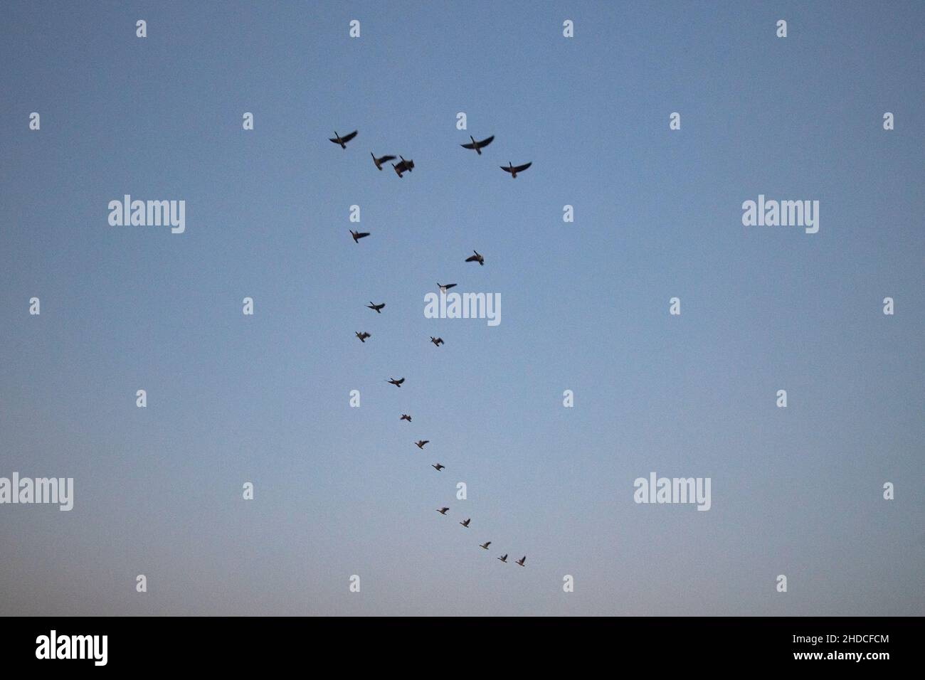 A flock of  wild geese flying overhead in clear blue sky Stock Photo