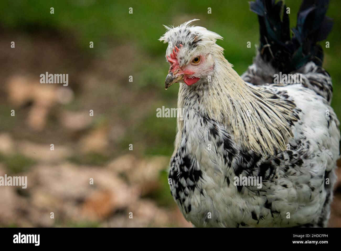 Closeup shot of the chicken in the farm with blurred background Stock ...