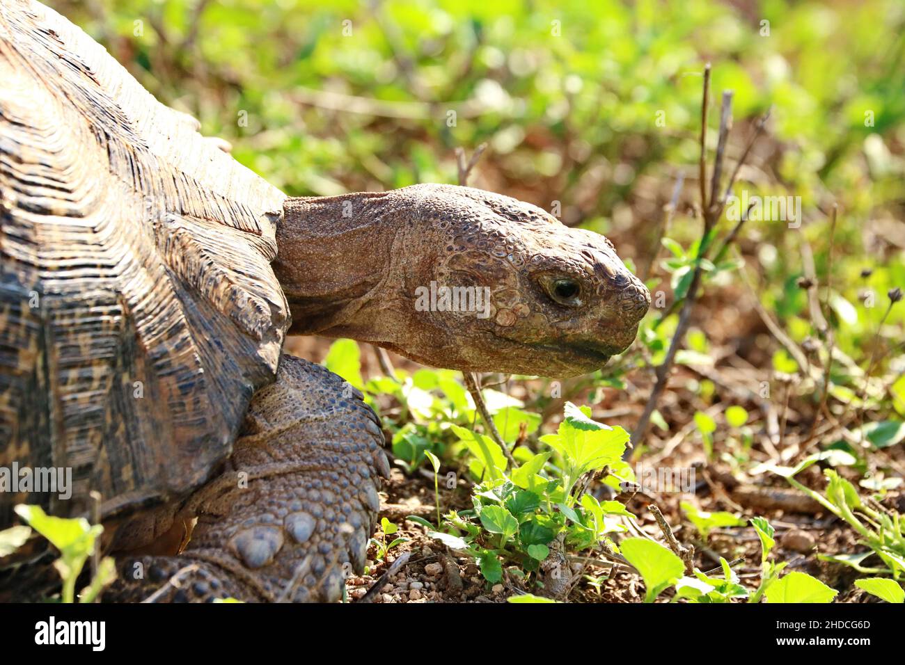 Afrika, Suedafrika, Tiere, Tiere, Amphibien, Schildkroete, Leopardenschldkroete, Bergleopardenschildkroete, Stock Photo