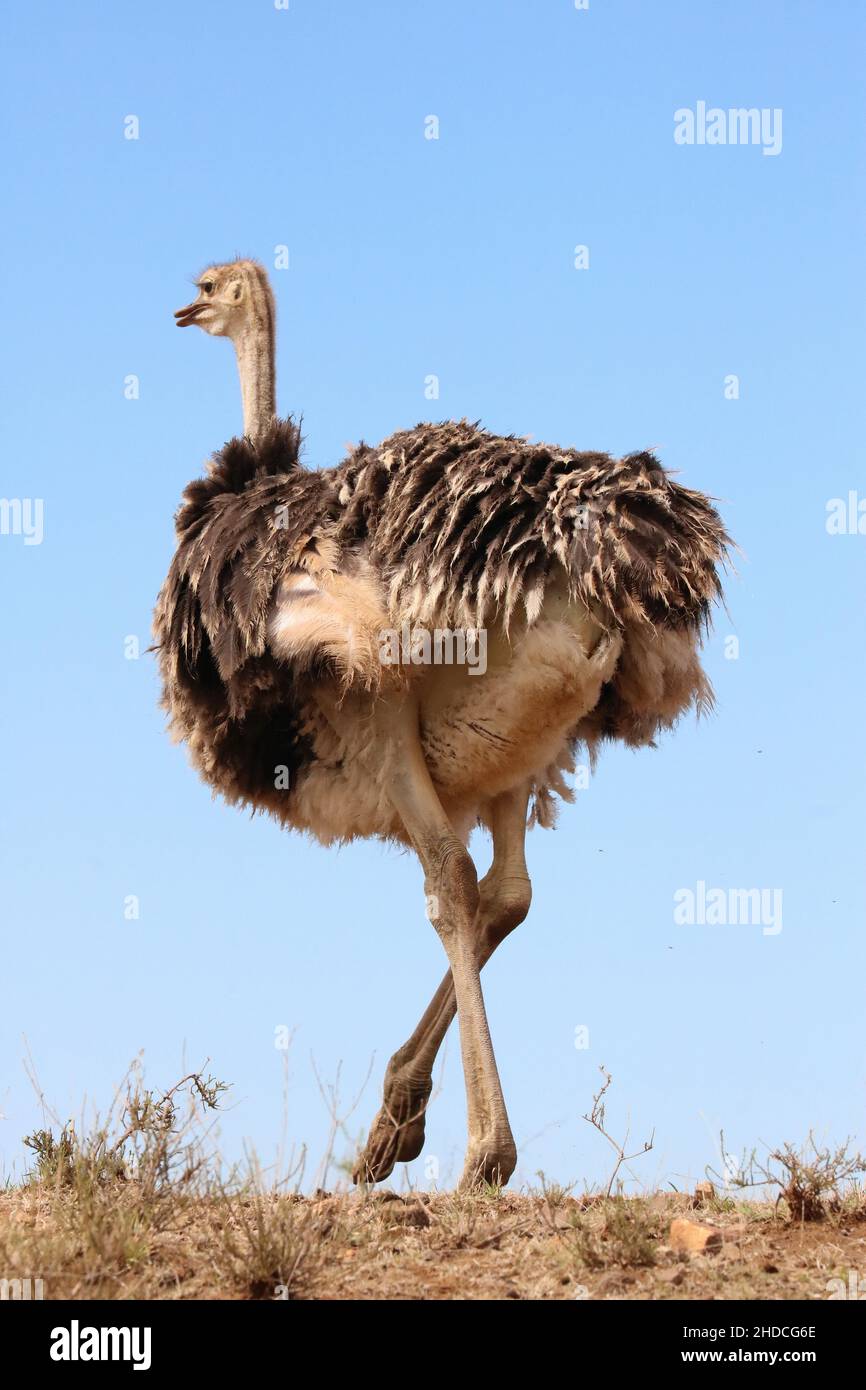 Afrika, Suedafrika, Tiere, Tiere,Afrikanischer Strauss, (Struthio camelus), Laufvogel, Stock Photo