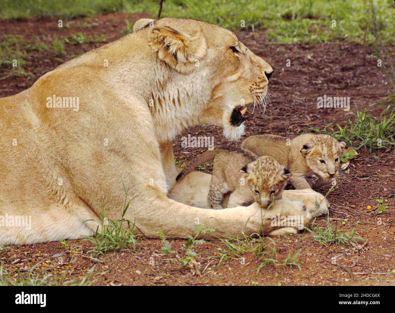 afrika-suedafrika-tiere-tiere-loewe-panthera-leo-loewin-mit