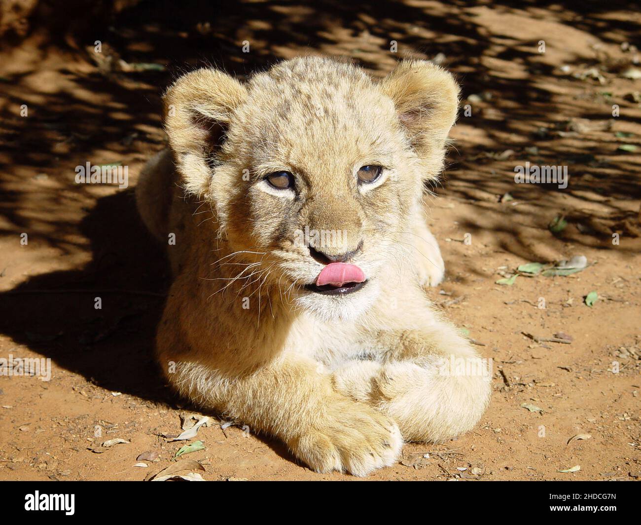 Afrika, Suedafrika, Tiere, Tiere, Loewe, (Panthera leo), Loewenbaby, Stock Photo