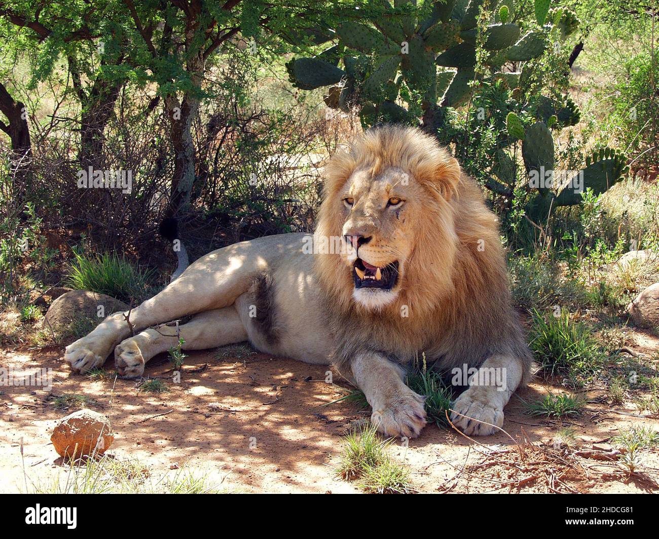 Afrika, Suedafrika, Tiere, Tiere, Loewe, (Panthera leo), Stock Photo