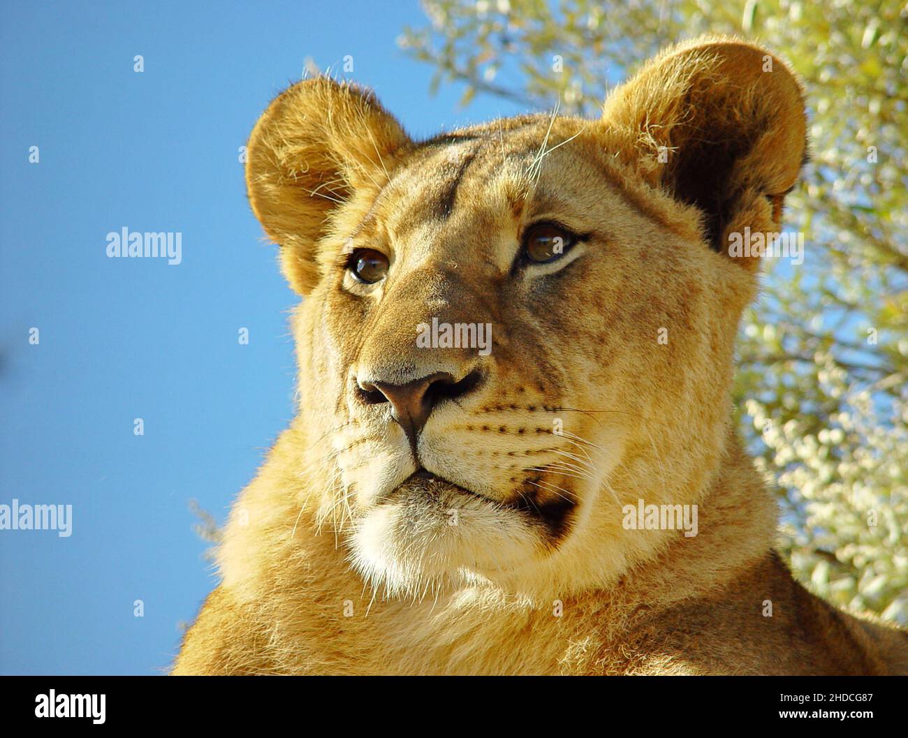 Afrika, Suedafrika, Tiere, Tiere, Loewe, (Panthera leo), Portrait, Stock Photo