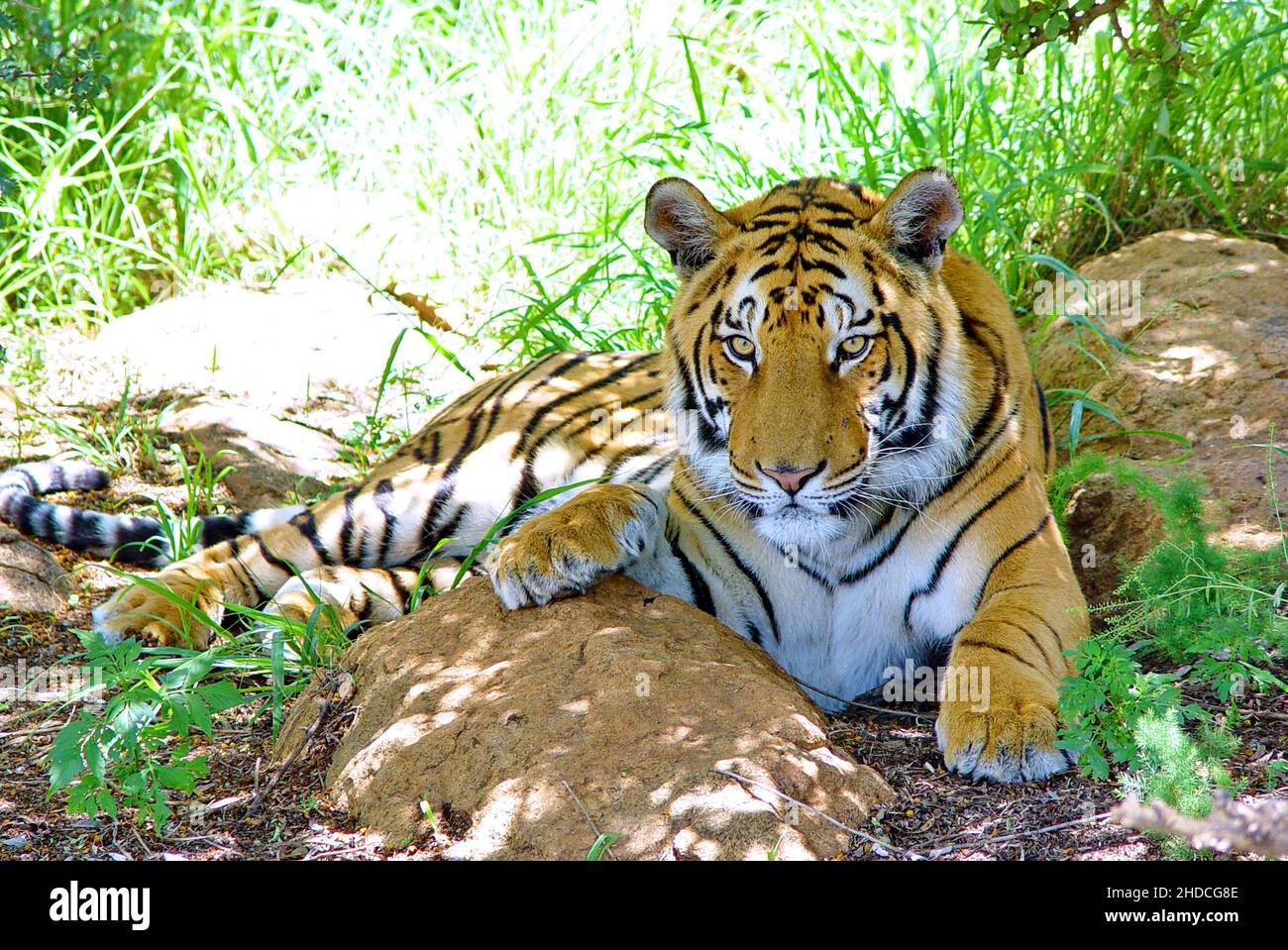 Afrika, Suedafrika, Tiere, Tiere, Koenigstiger, Zucht, (Panthera tigris tigris), Stock Photo