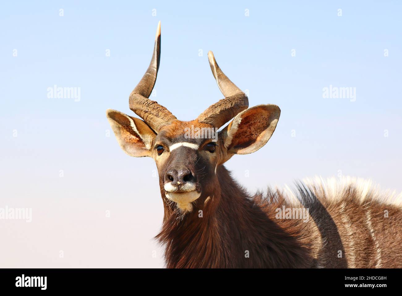 Afrika, Suedafrika, Tiere, Tiere, Nyala, Afrikanische Antilope, (Tragelaphus angasii), Stock Photo