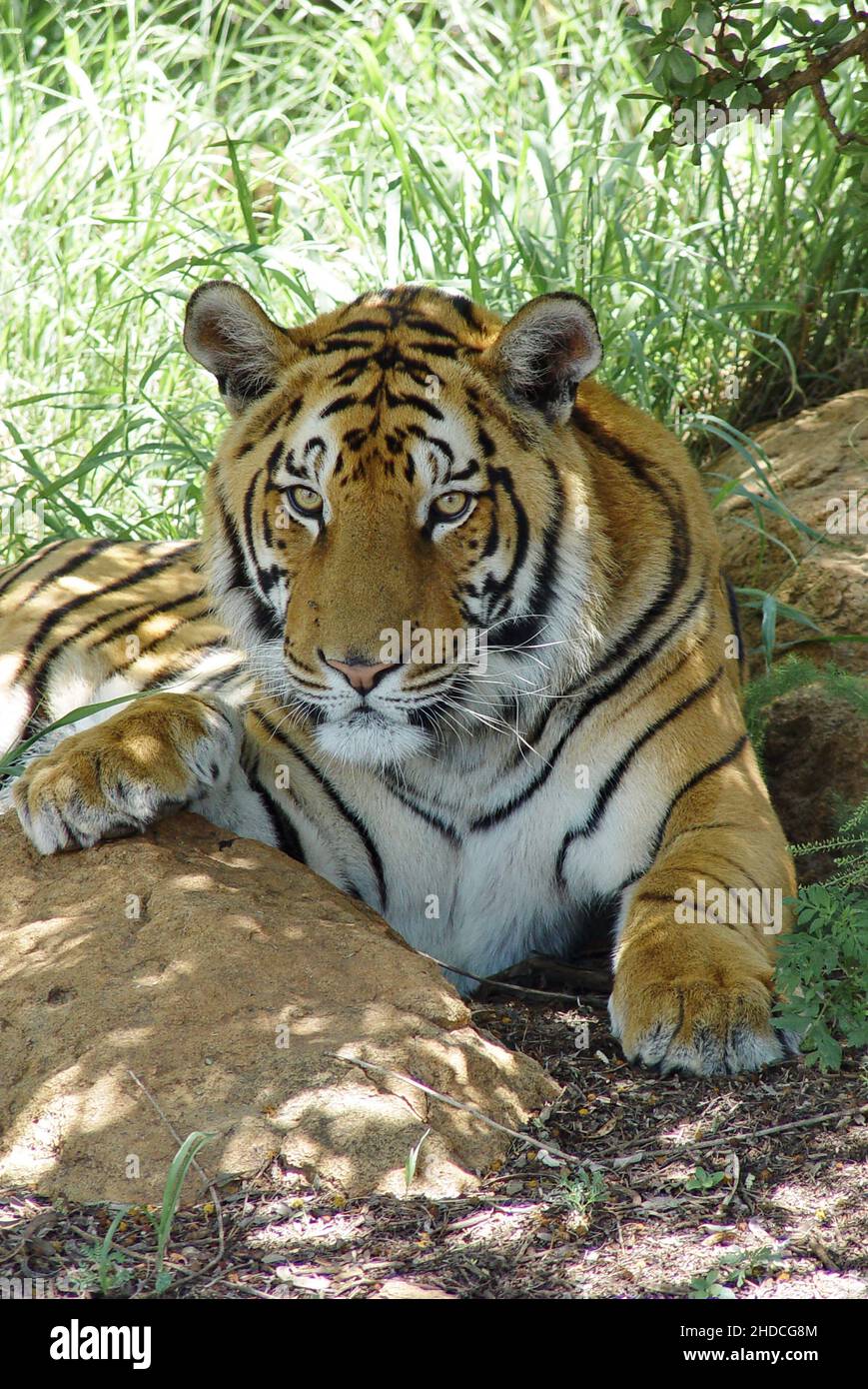 Afrika, Suedafrika, Tiere, Tiere, Koenigstiger, Zucht, (Panthera tigris tigris), Stock Photo