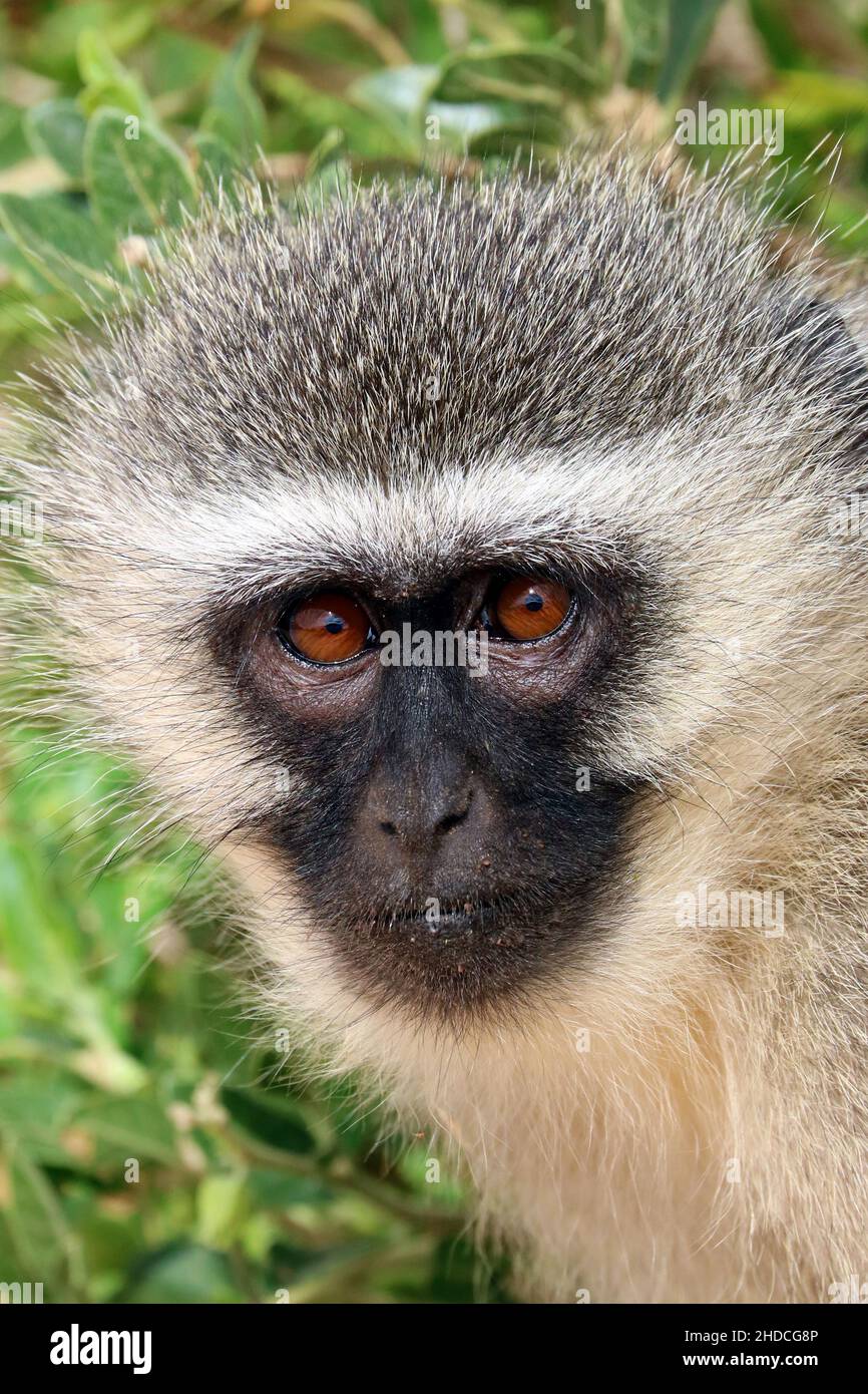 Afrika, Suedafrika, Tiere, Tiere, Affe, Primaten, Gruene Meerkatzen, Stock Photo