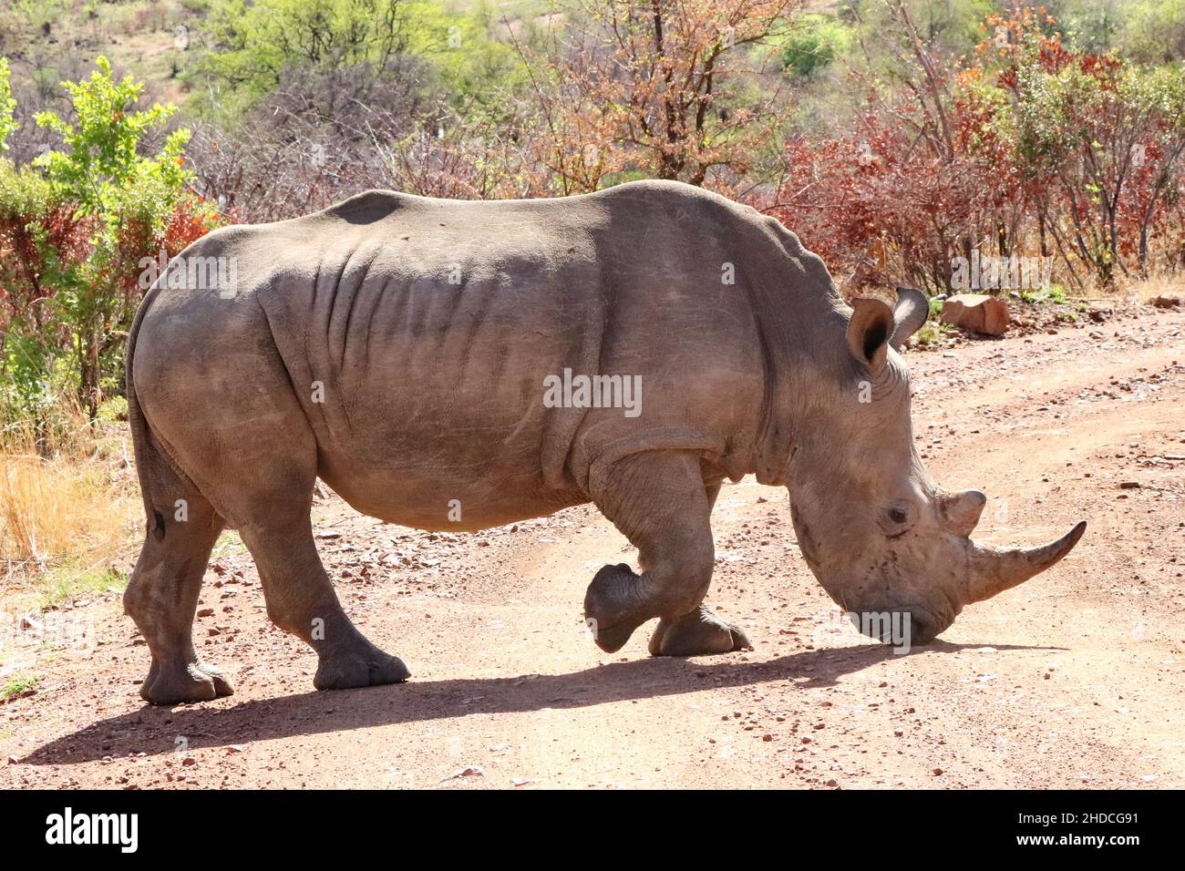 Afrika, Suedafrika, Tiere, Tiere, Saeugetier, Saeugetiere, Breitmaulnashorn, nashorn, (Rhinocerotidae), Stock Photo