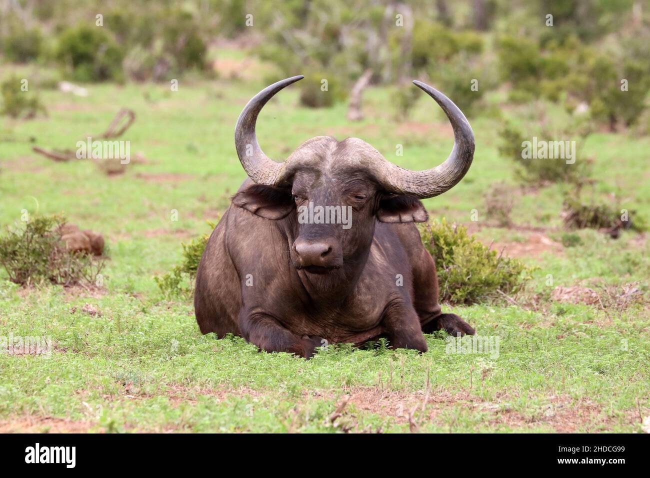 Afrika, Suedafrika, Tiere, Tiere,Wasserbueffel, ruht, (Bubalus arnee), Stock Photo
