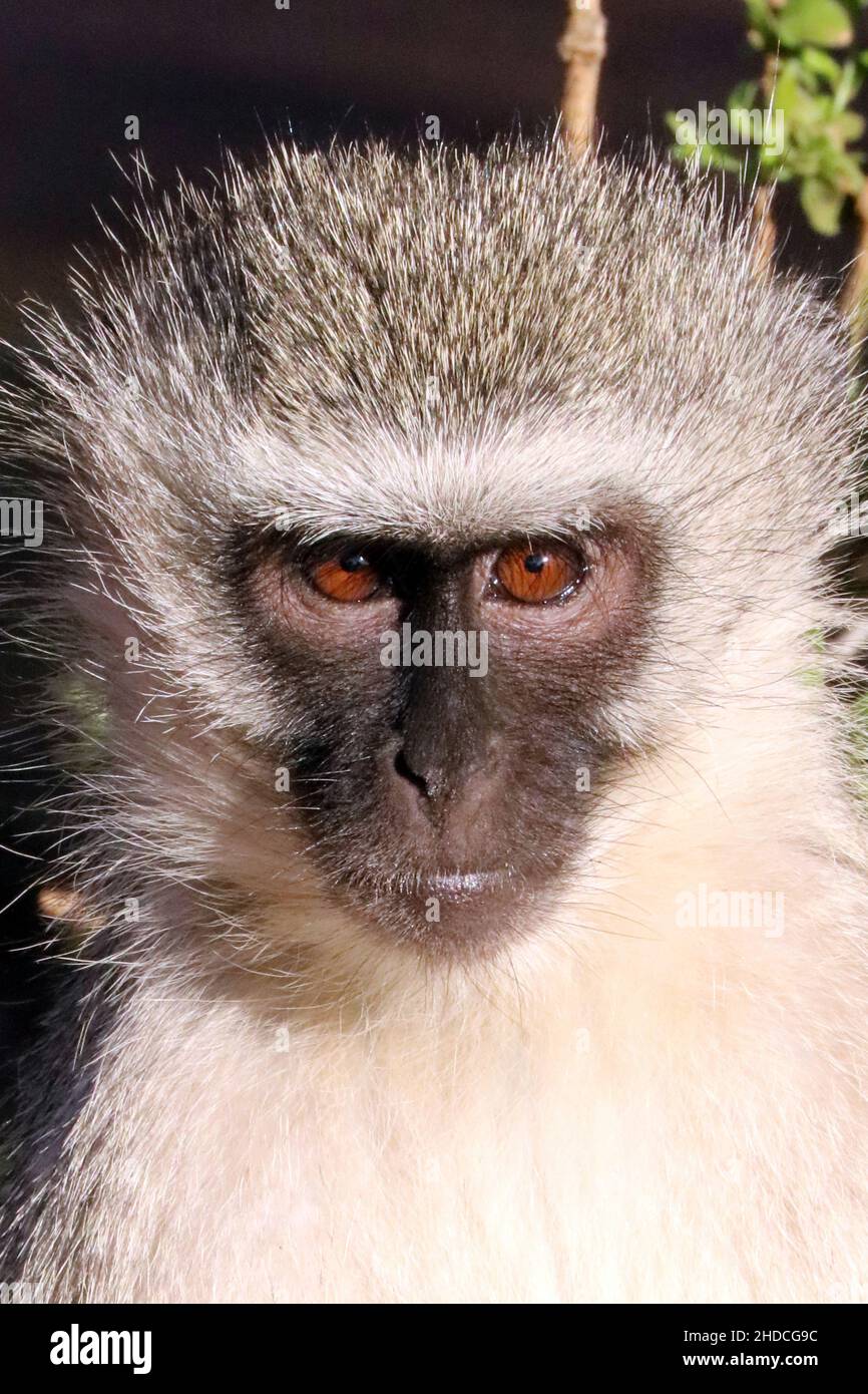 Afrika, Suedafrika, Tiere, Tiere, Affe, Primaten, Gruene Meerkatzen, Stock Photo