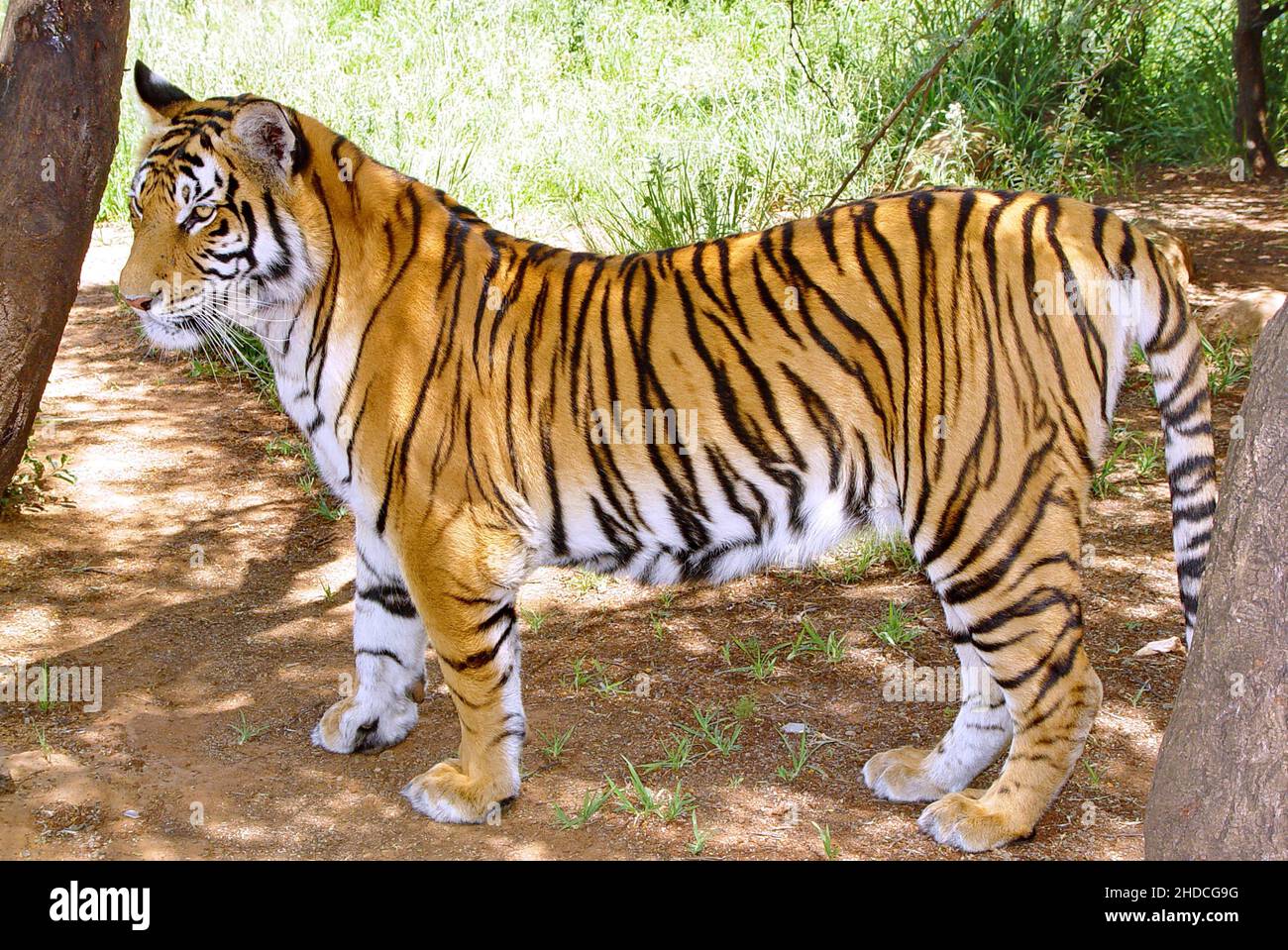 Afrika, Suedafrika, Tiere, Tiere, Koenigstiger, Zucht, (Panthera tigris tigris), Stock Photo