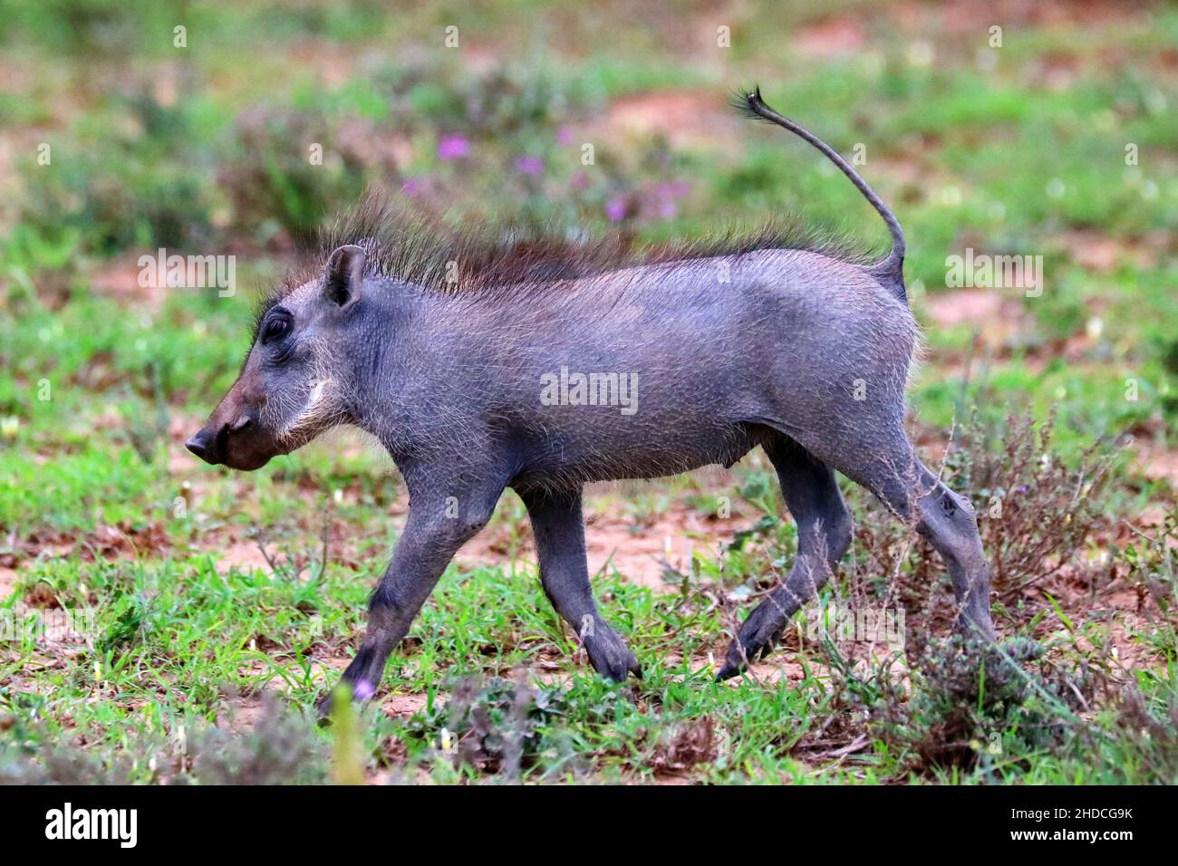 Afrika, Suedafrika, Tiere, Tiere, Warzenschein, Echte Schweine, (Phacochoerus africanus), Stock Photo
