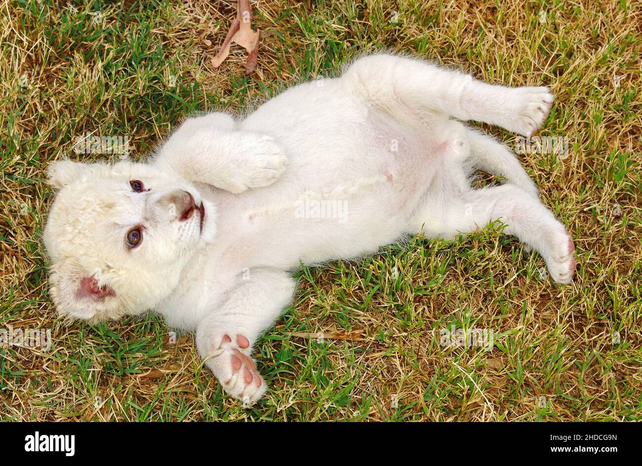 Afrika, Suedafrika, Tiere, Tiere, Loewe, (Panthera leo), Loewenbaby, Albino, weiss, weisses, Stock Photo