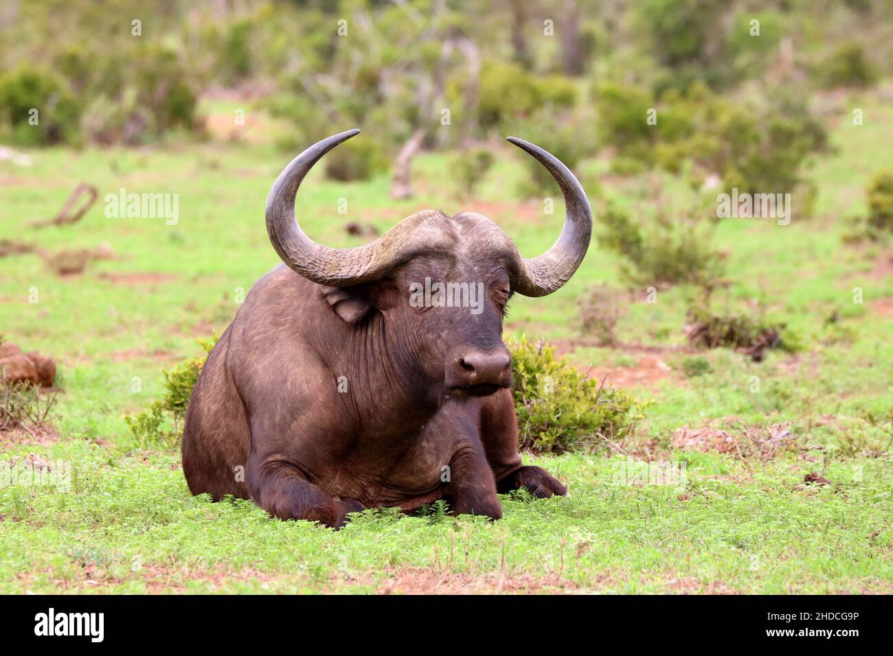 Afrika, Suedafrika, Tiere, Tiere,Wasserbueffel, ruht, (Bubalus arnee), Stock Photo