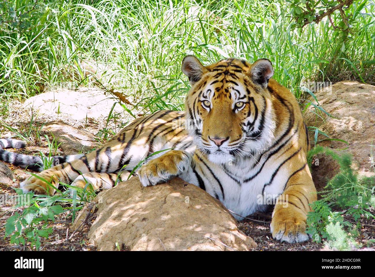 Afrika, Suedafrika, Tiere, Tiere, Koenigstiger, Zucht, (Panthera tigris tigris), Stock Photo