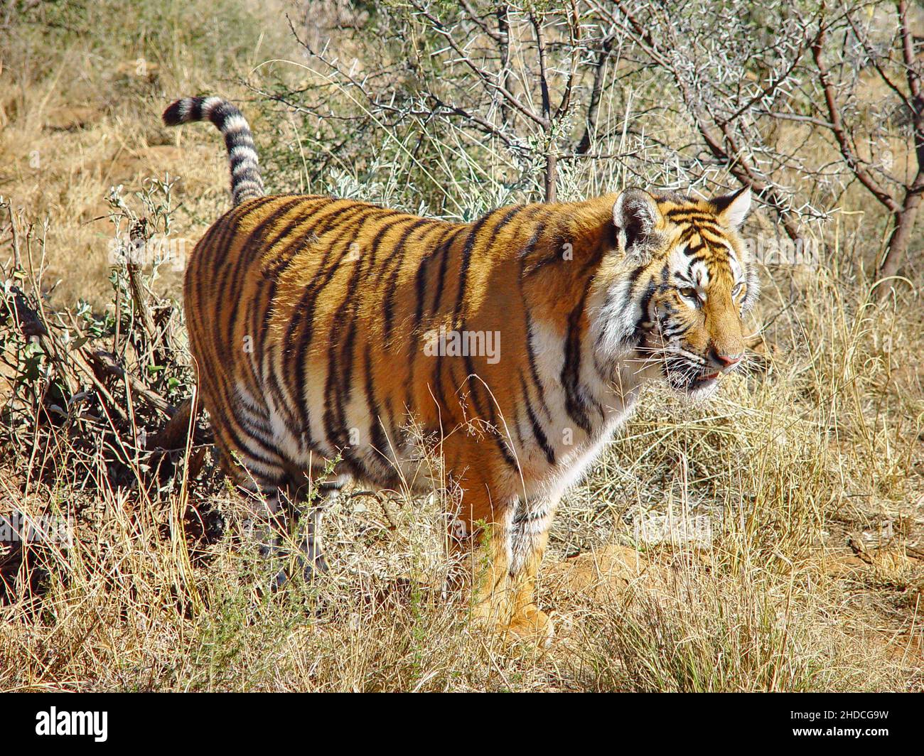 Afrika, Suedafrika, Tiere, Tiere, Koenigstiger, Zucht, (Panthera tigris tigris), Stock Photo