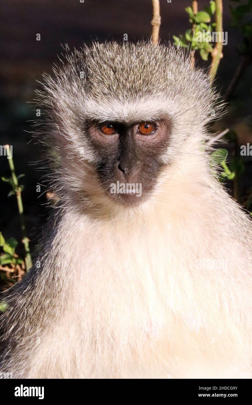 Afrika, Suedafrika, Tiere, Tiere, Affe, Primaten, Gruene Meerkatzen, Stock Photo