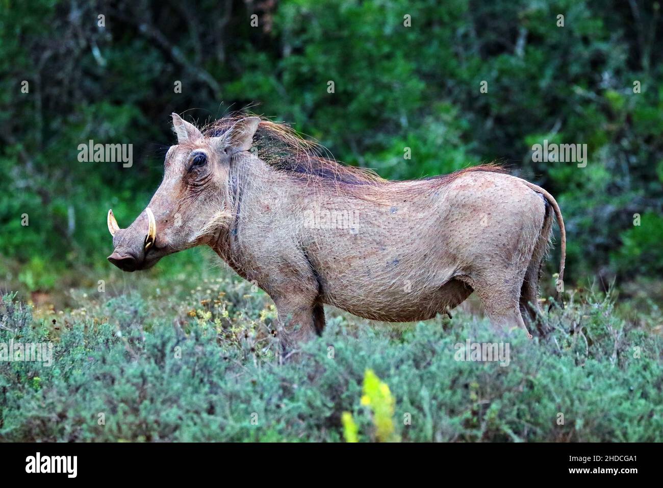 Afrika, Suedafrika, Tiere, Tiere, Warzenschein, Echte Schweine, (Phacochoerus africanus), Stock Photo