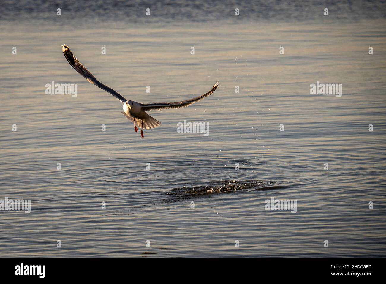 Beautiful aquatic bird flying over water Stock Photo