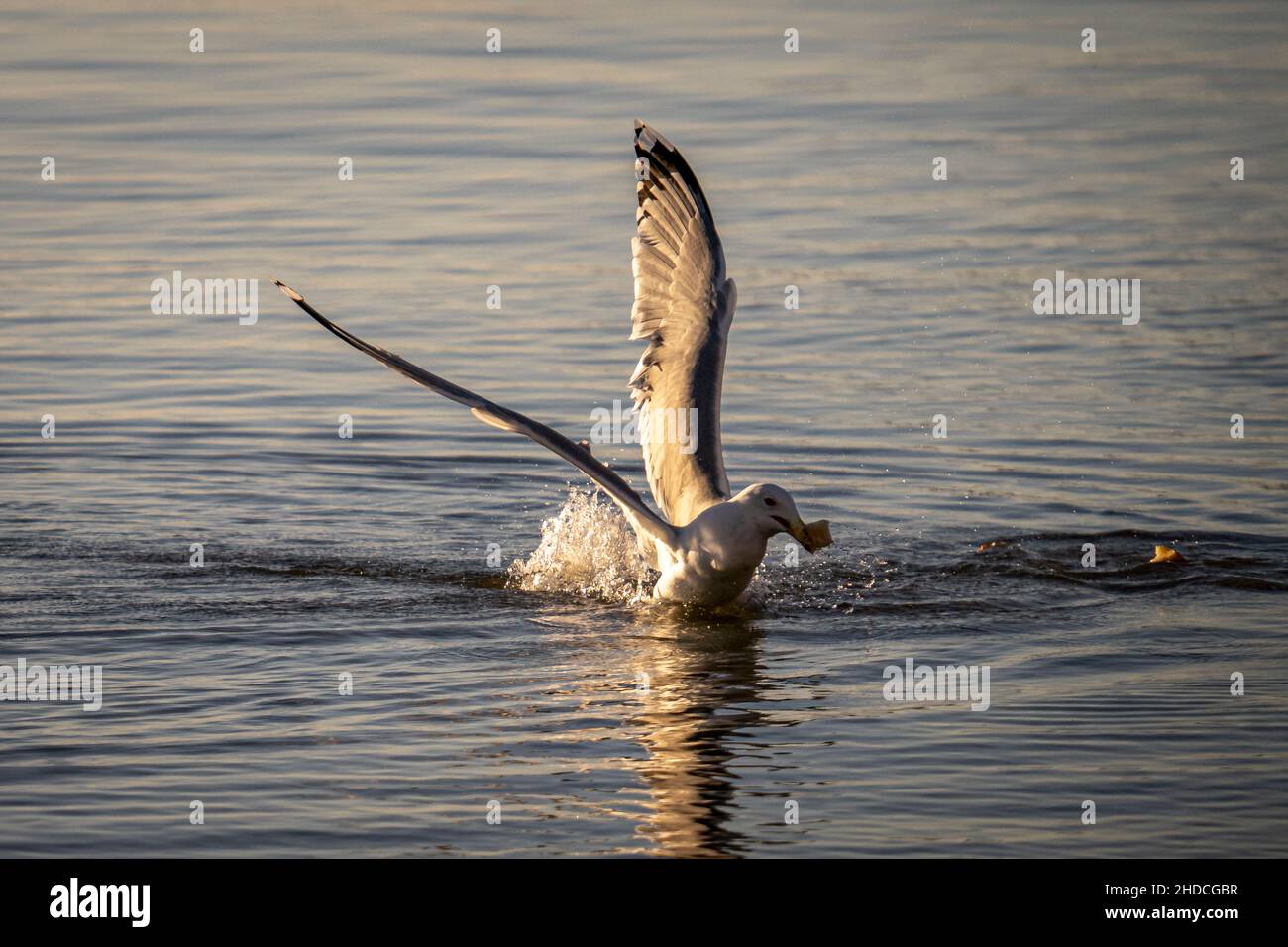 Beautiful aquatic bird going out from water with its hunt Stock Photo