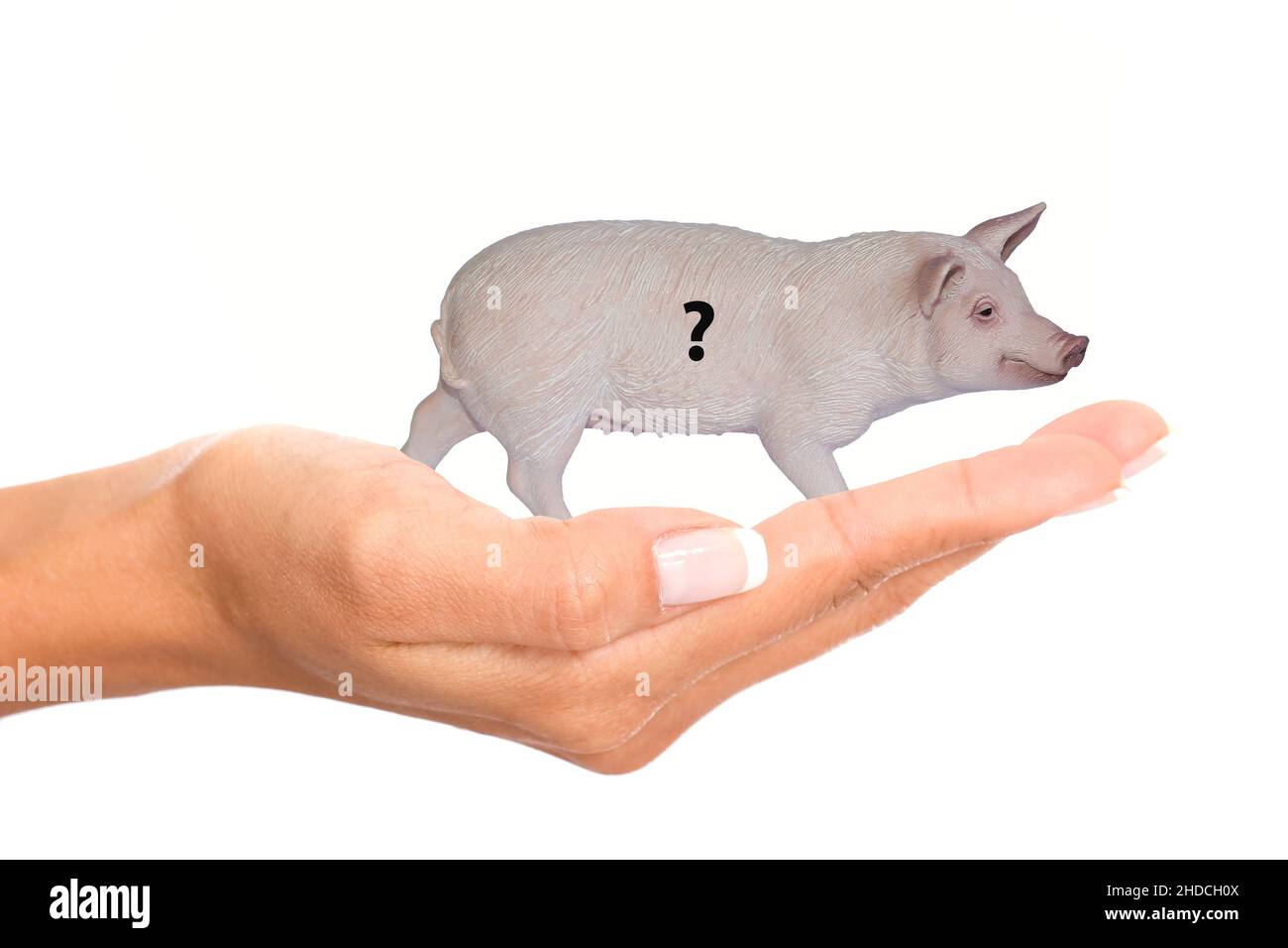 Hand mit Hausschwein, Erhoehung der Mwst. auf 19% auf Fleischprodukte, Unsicherheit, Stock Photo