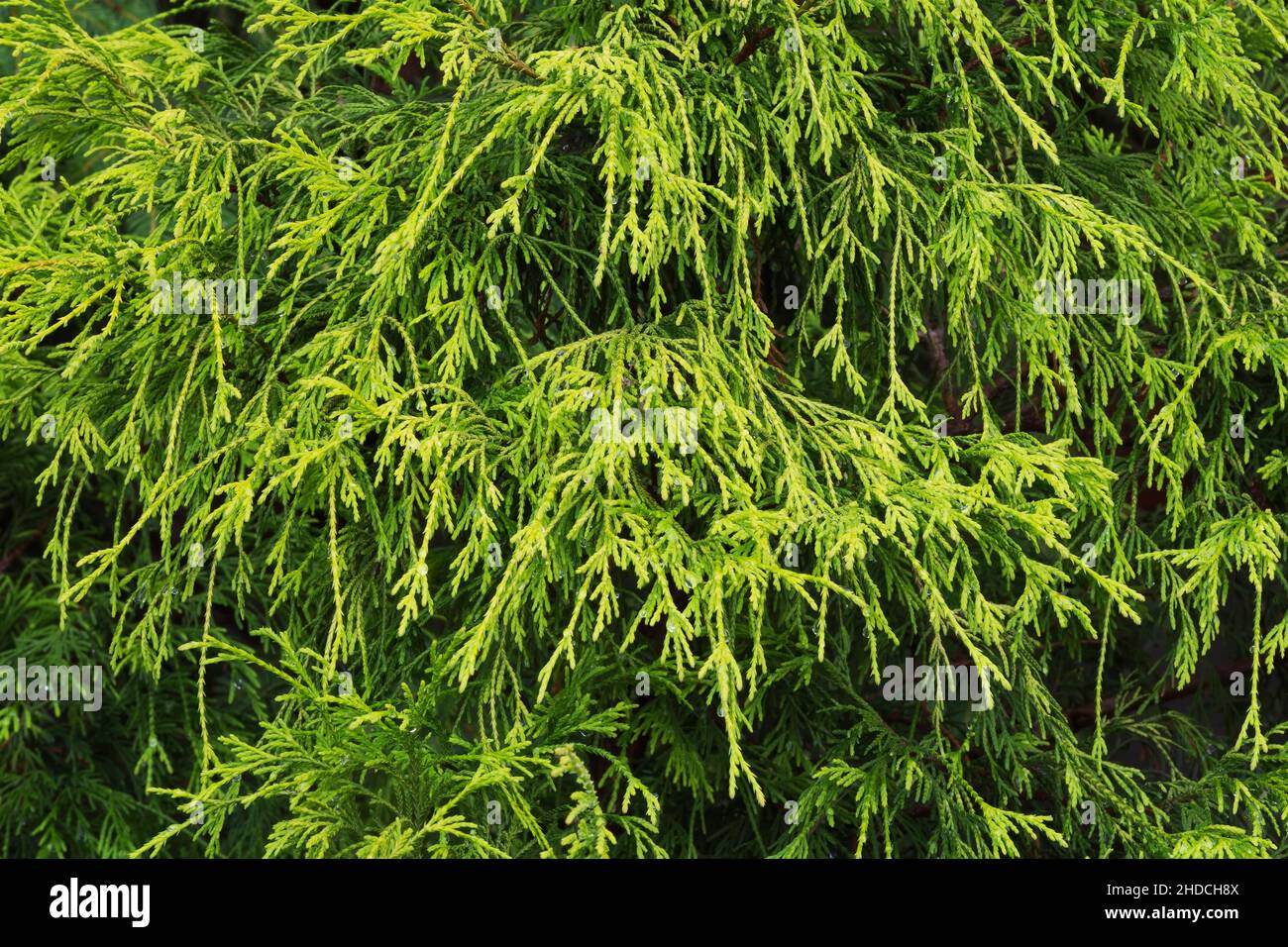 Chamaecyparis pisifera 'Filifera' - False Cypress tree. Stock Photo