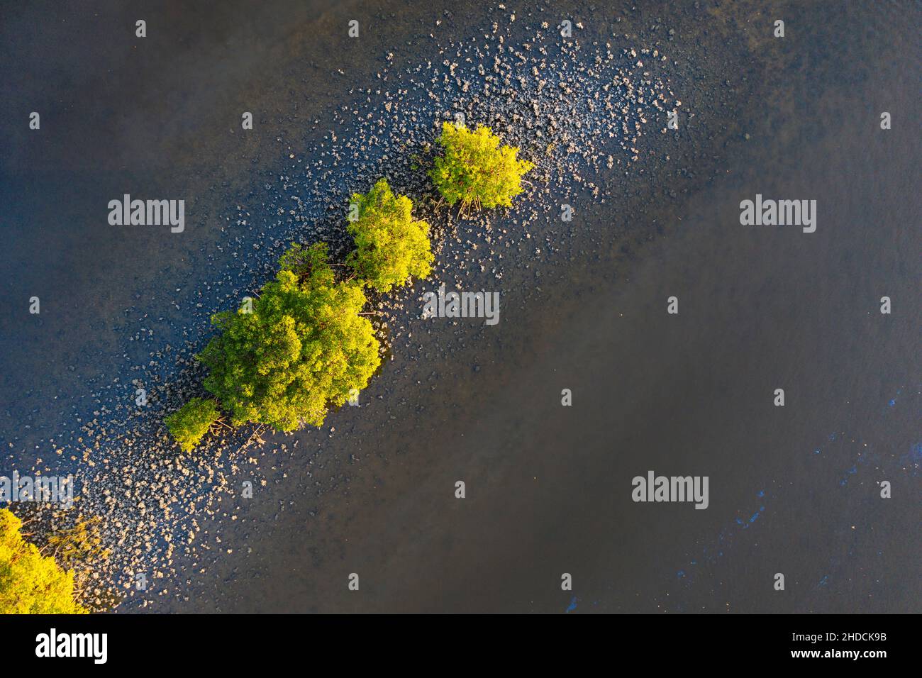 Aerial nadir shot of Red Mangroves (rhizophora mangle), Florida Stock Photo