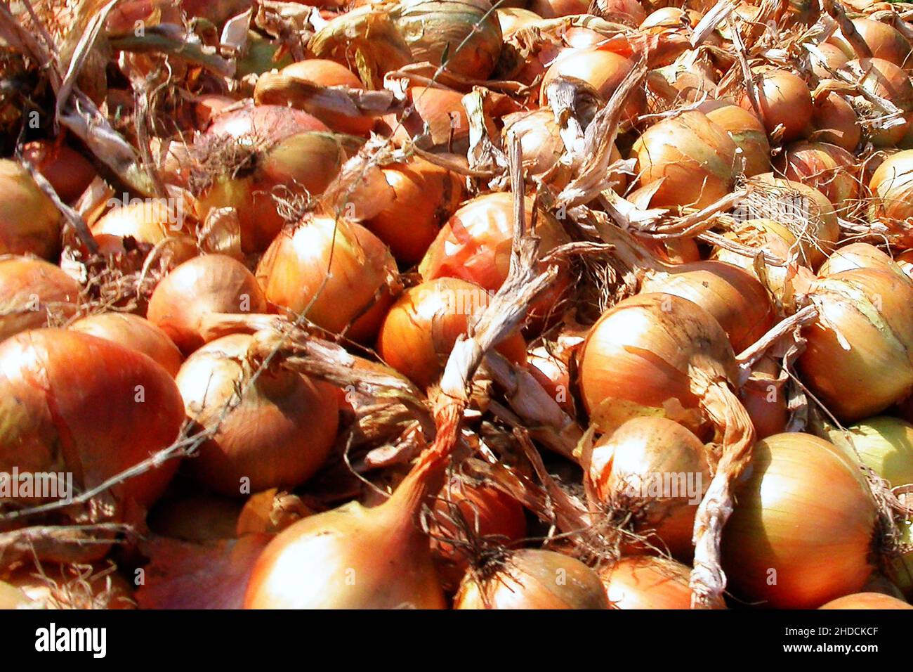 Zwiebel, Nahrungsmittel, Knolle, Knollen, Zwiebelernte, Holland, Niderlande, Stock Photo